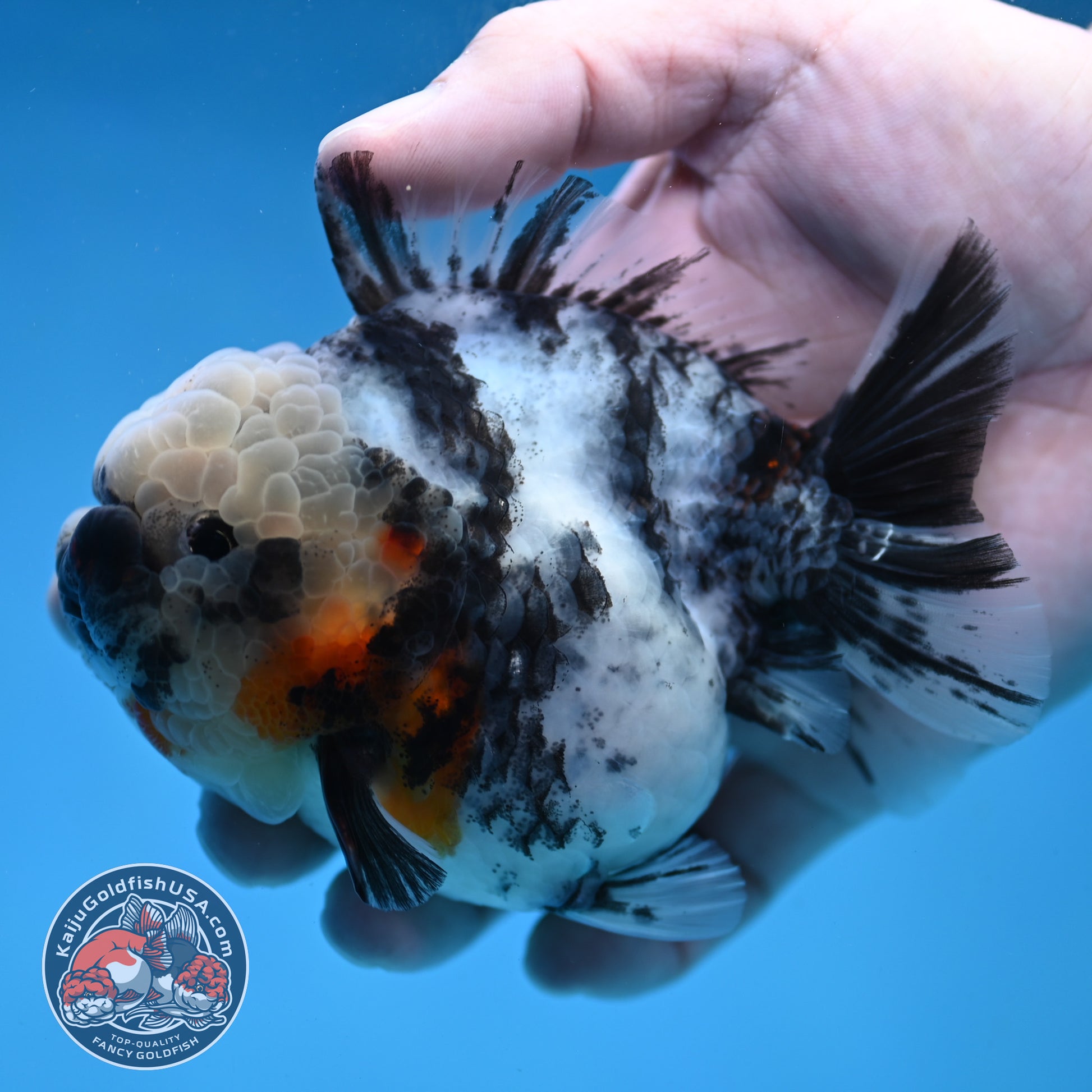 White Tiger Short Tail Oranda 3.5 inch Body (260227_OR10)
