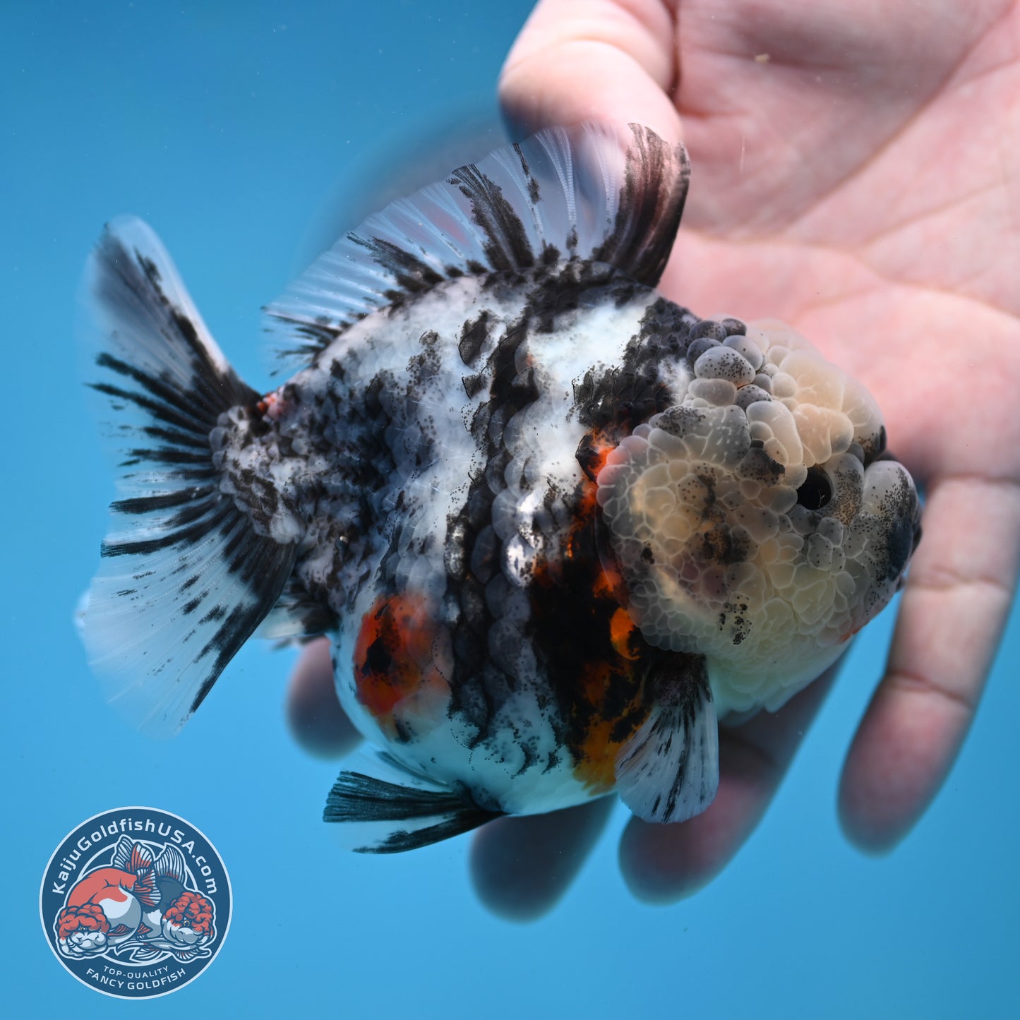 White Tiger Short Tail Oranda 3.5 inch Body (260227_OR10)