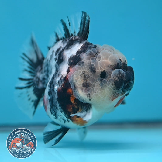 White Tiger Short Tail Oranda 3.5 inch Body (260227_OR10)