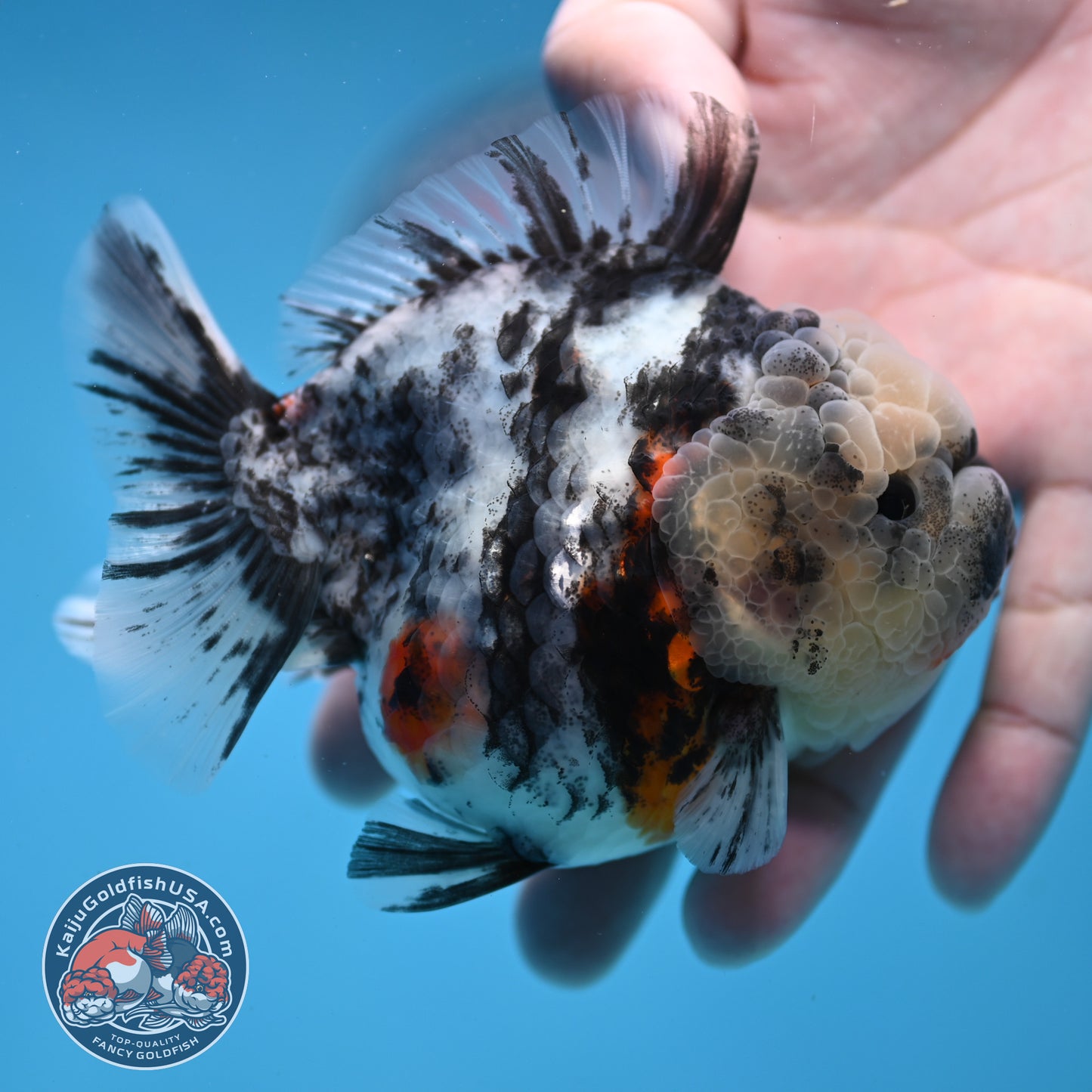 White Tiger Short Tail Oranda 3.5 inch Body (260227_OR10)