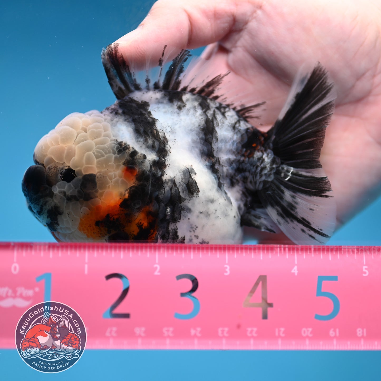 White Tiger Short Tail Oranda 3.5 inch Body (260227_OR10)