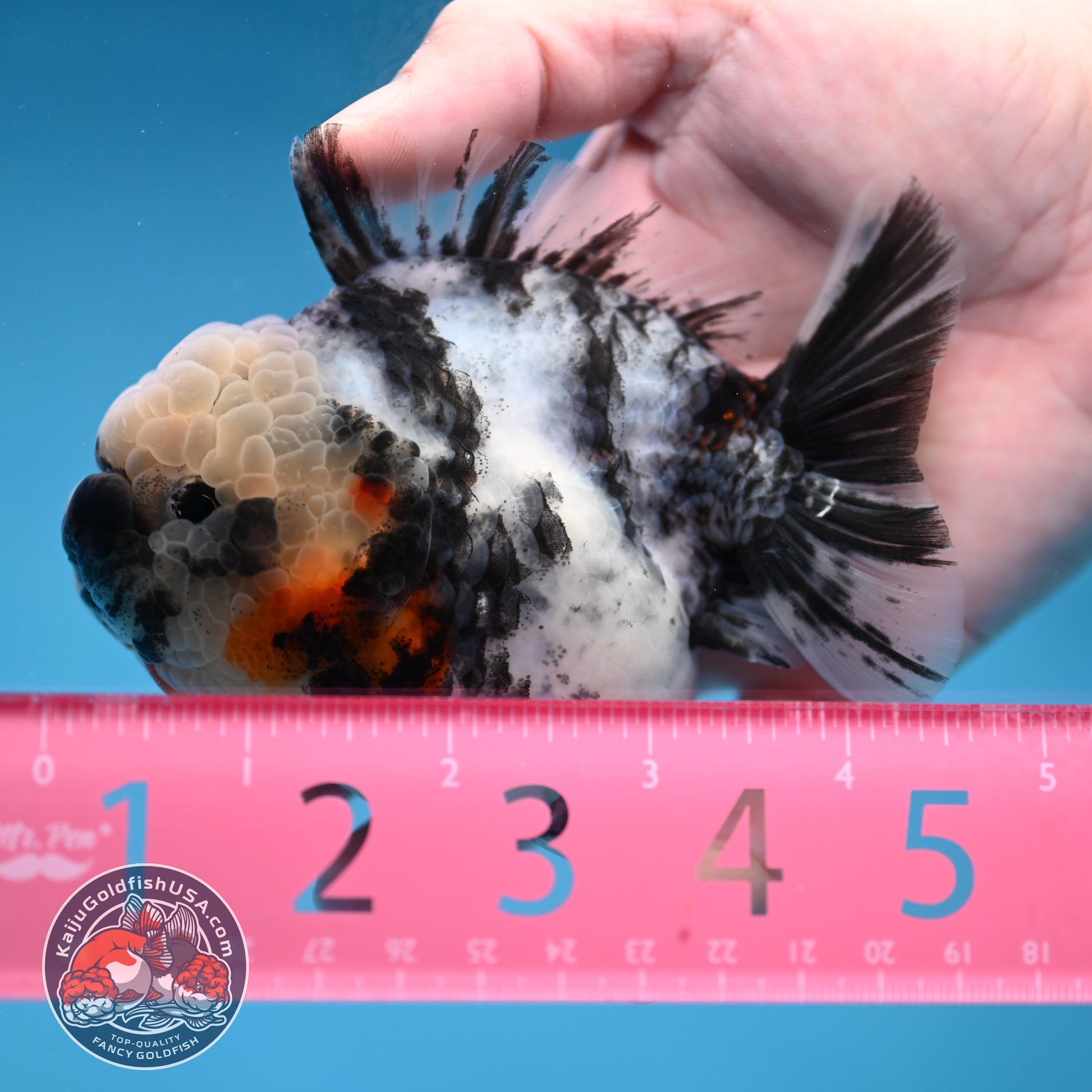 White Tiger Short Tail Oranda 3.5 inch Body (260227_OR10)