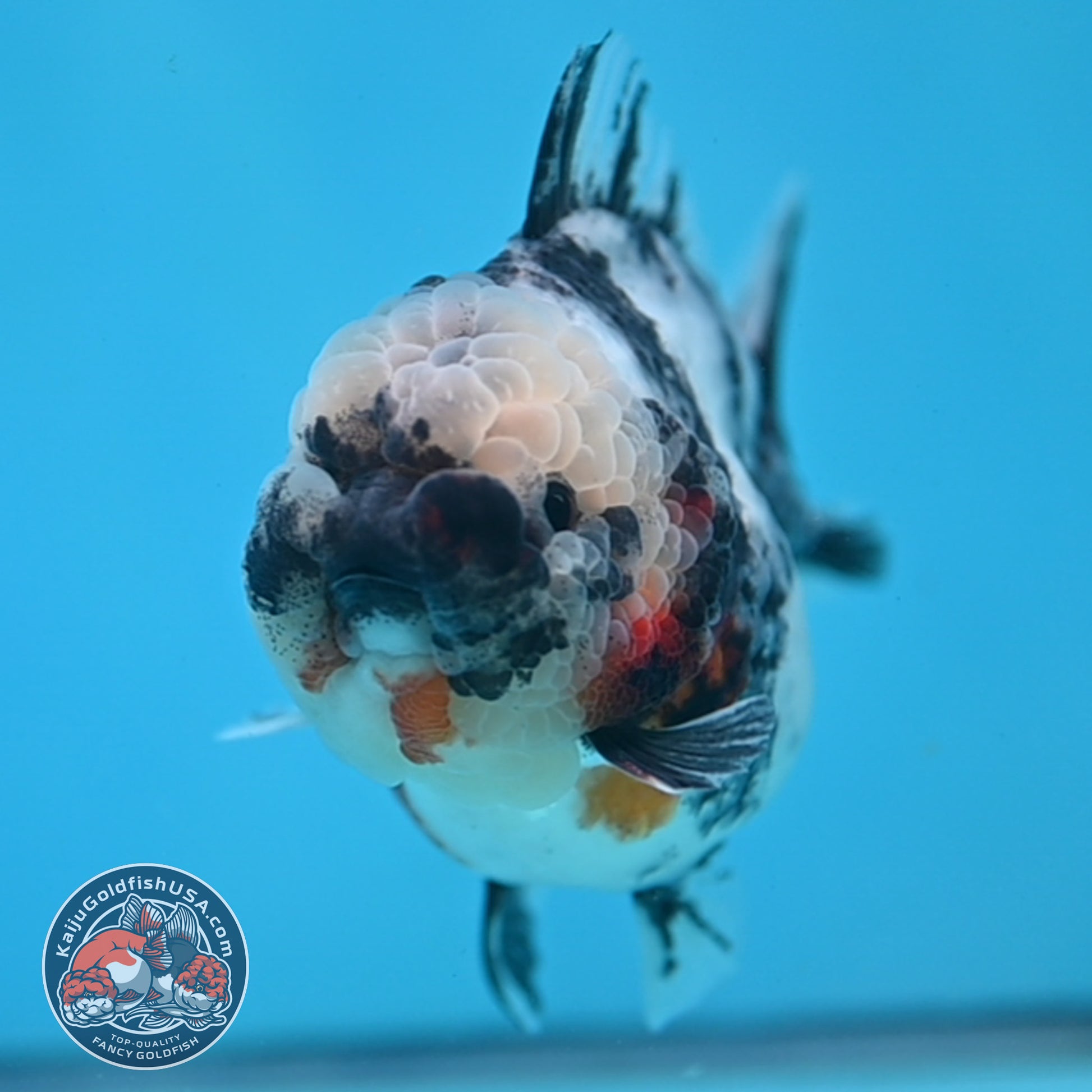 White Tiger Short Tail Oranda 3.5 inch Body (260227_OR10)