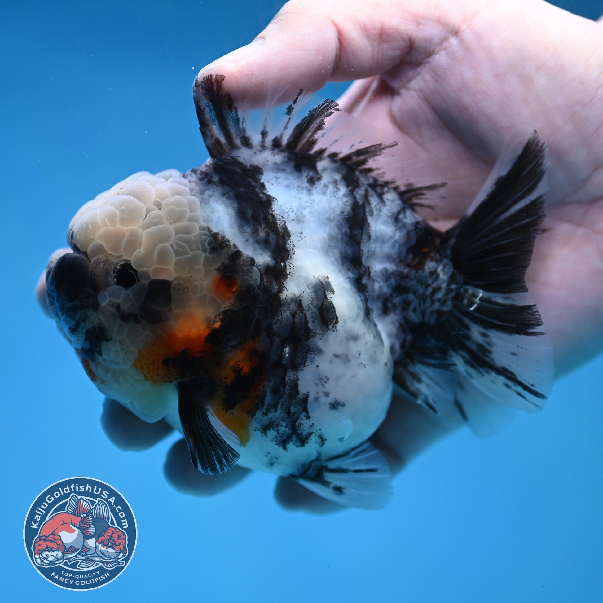 White Tiger Short Tail Oranda 3.5 inch Body (260227_OR10)