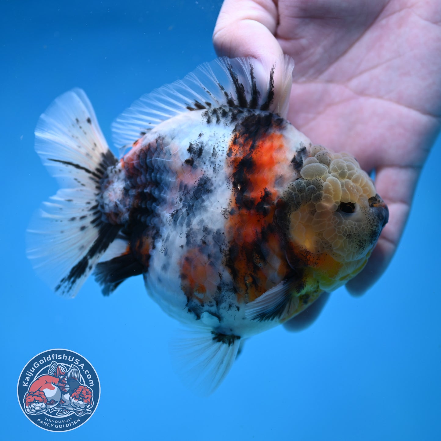 White Tiger Short Tail Oranda 4.5 inch Body (260227_OR07)