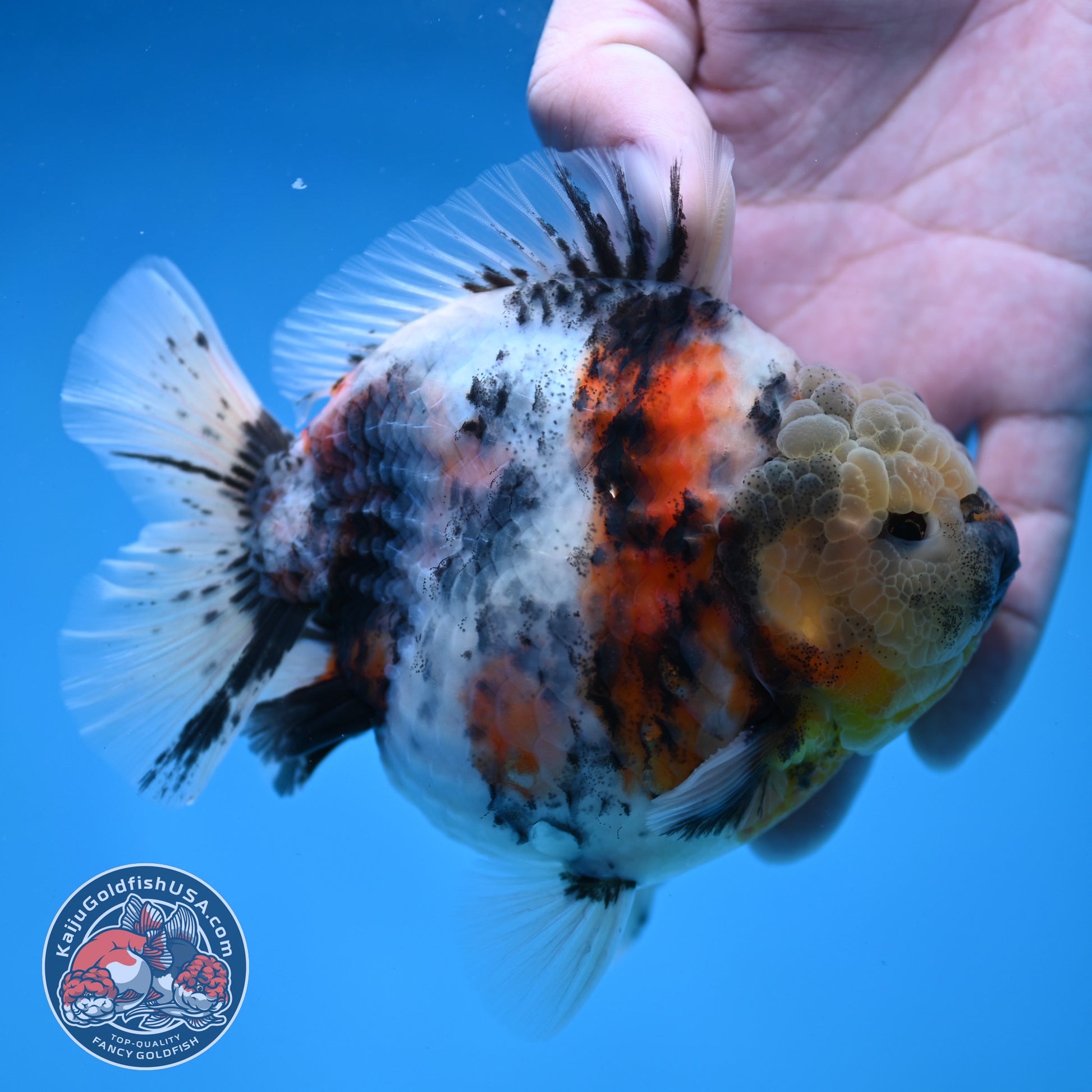 White Tiger Short Tail Oranda 4.5 inch Body (260227_OR07)