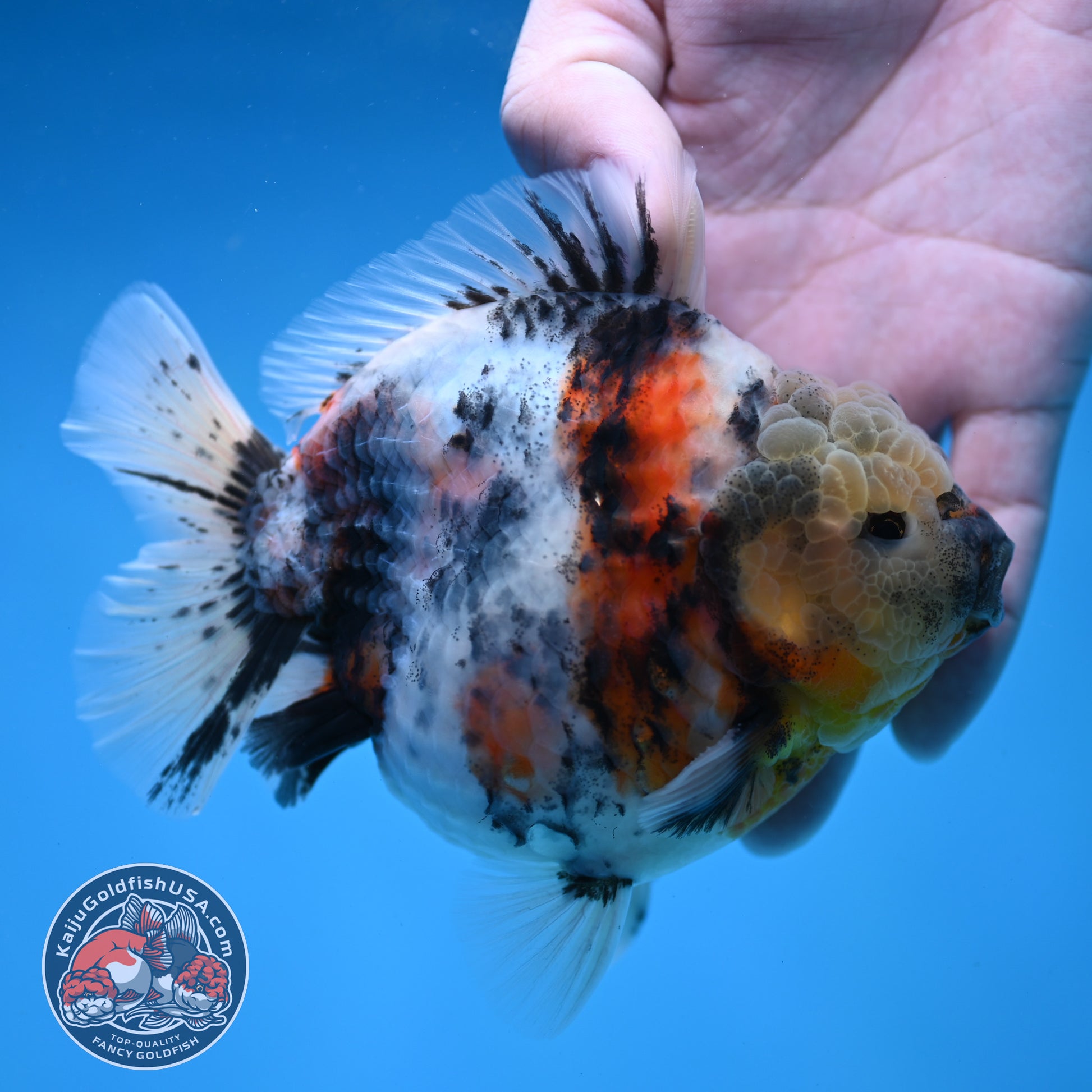 White Tiger Short Tail Oranda 4.5 inch Body (260227_OR07)