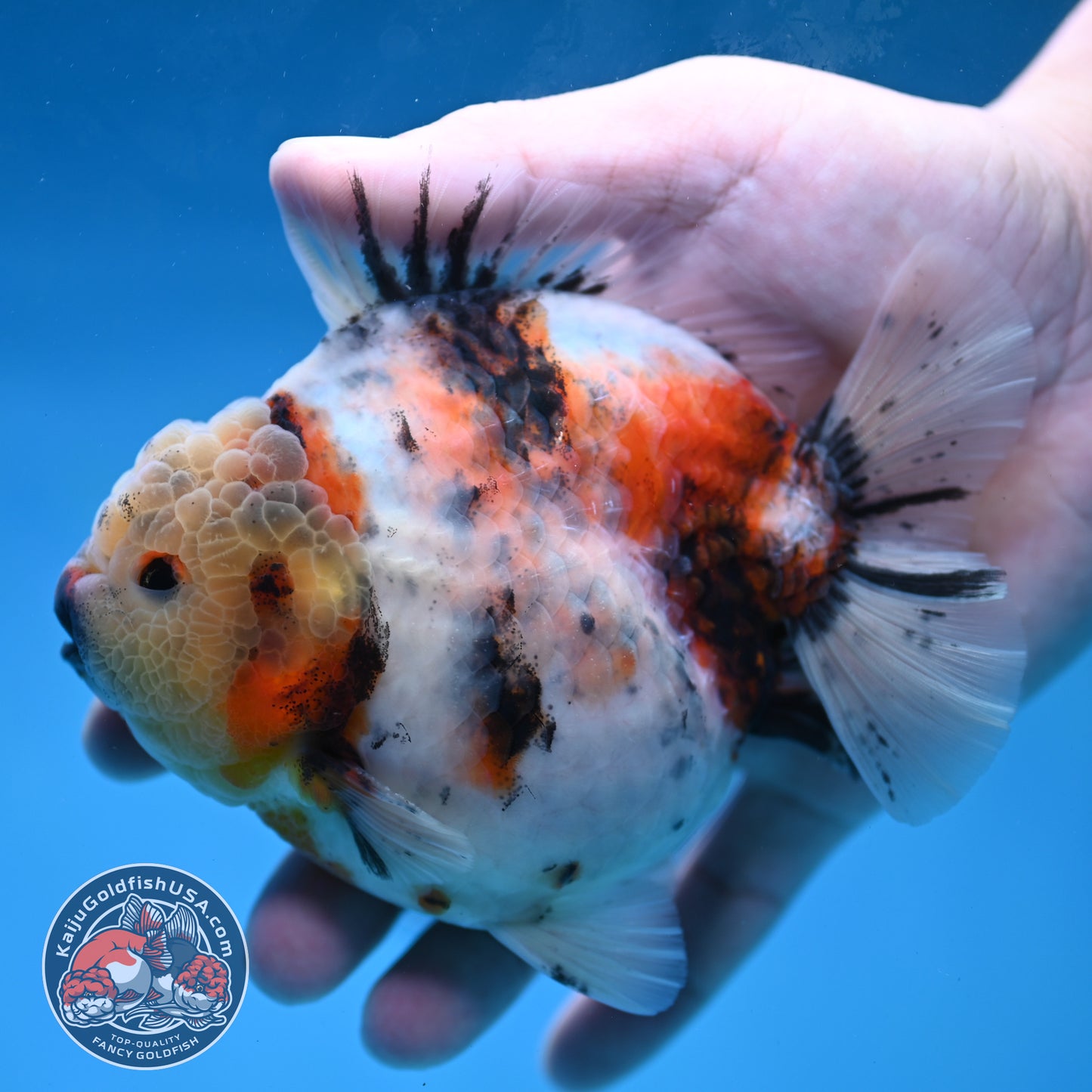 White Tiger Short Tail Oranda 4.5 inch Body (260227_OR07)
