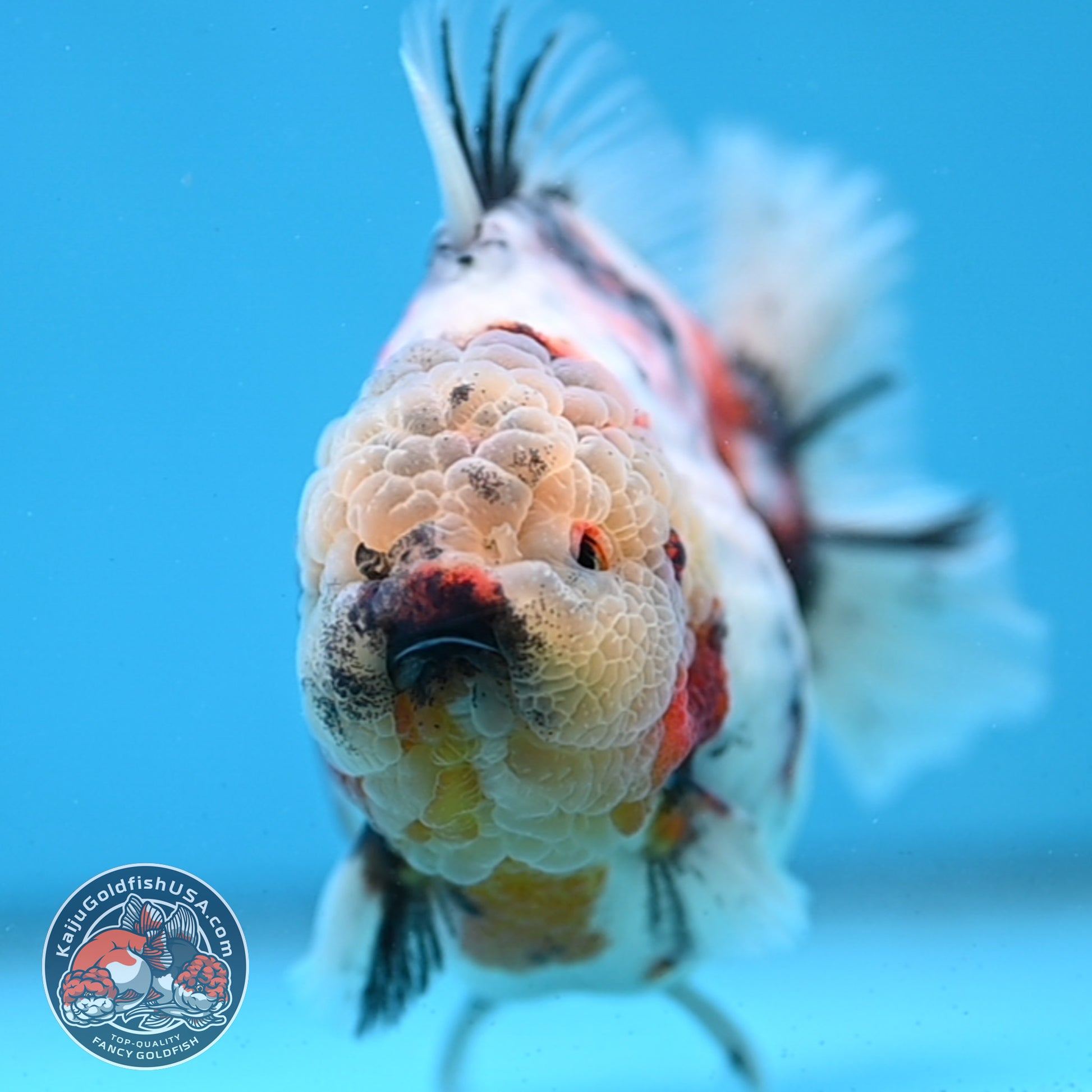White Tiger Short Tail Oranda 4.5 inch Body (260227_OR07)