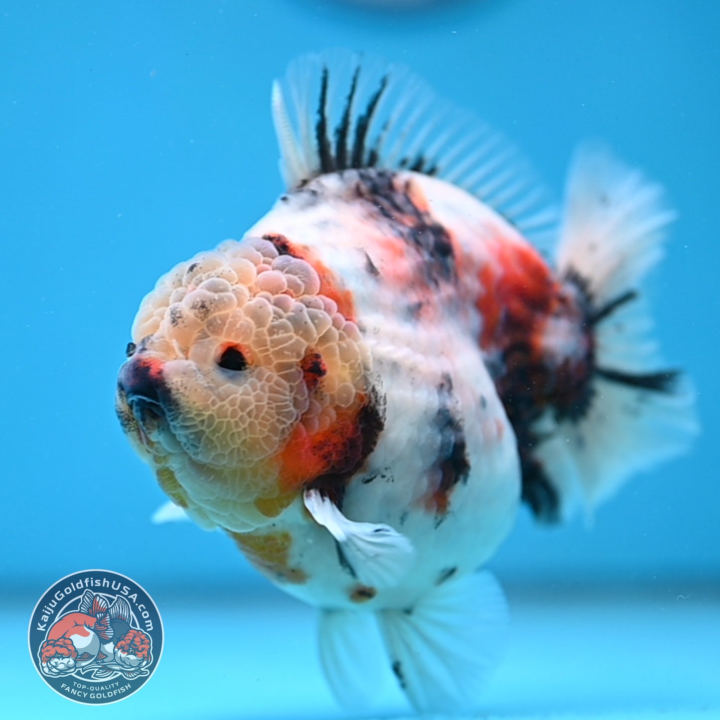 White Tiger Short Tail Oranda 4.5 inch Body (260227_OR07)