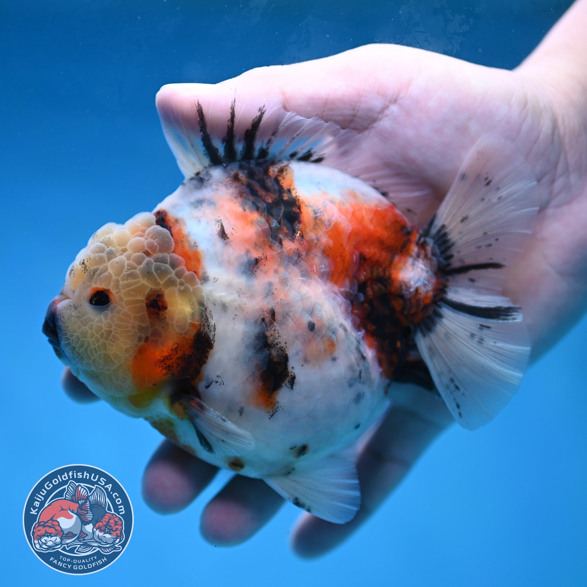 White Tiger Short Tail Oranda 4.5 inch Body (260227_OR07)