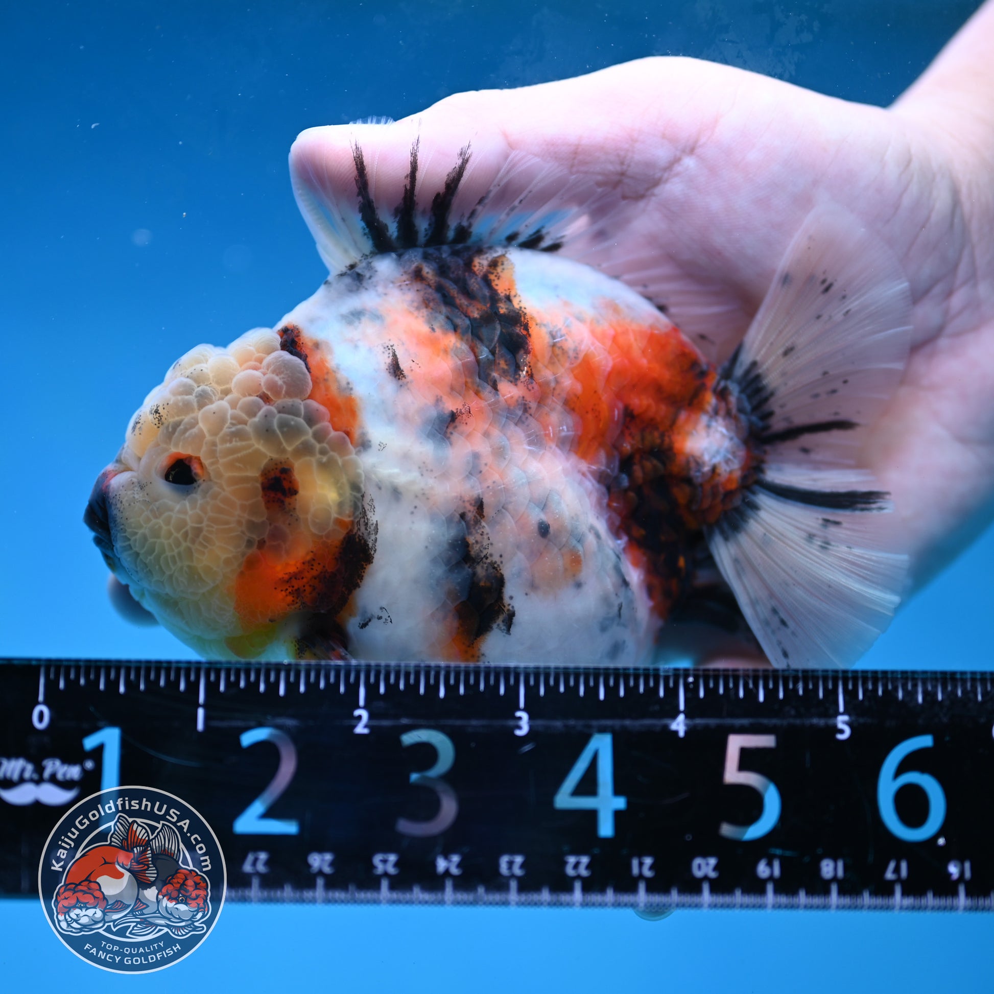 White Tiger Short Tail Oranda 4.5 inch Body (260227_OR07)