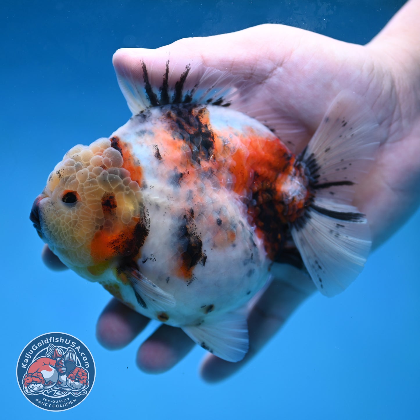 White Tiger Short Tail Oranda 4.5 inch Body (260227_OR07)