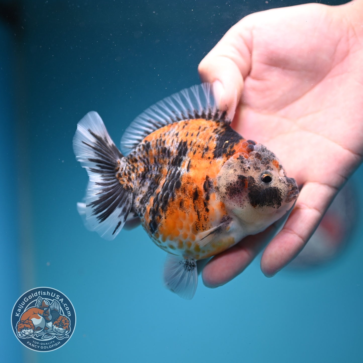 Yellow Tiger Oranda 3.5 inch Body (260626_OR07)