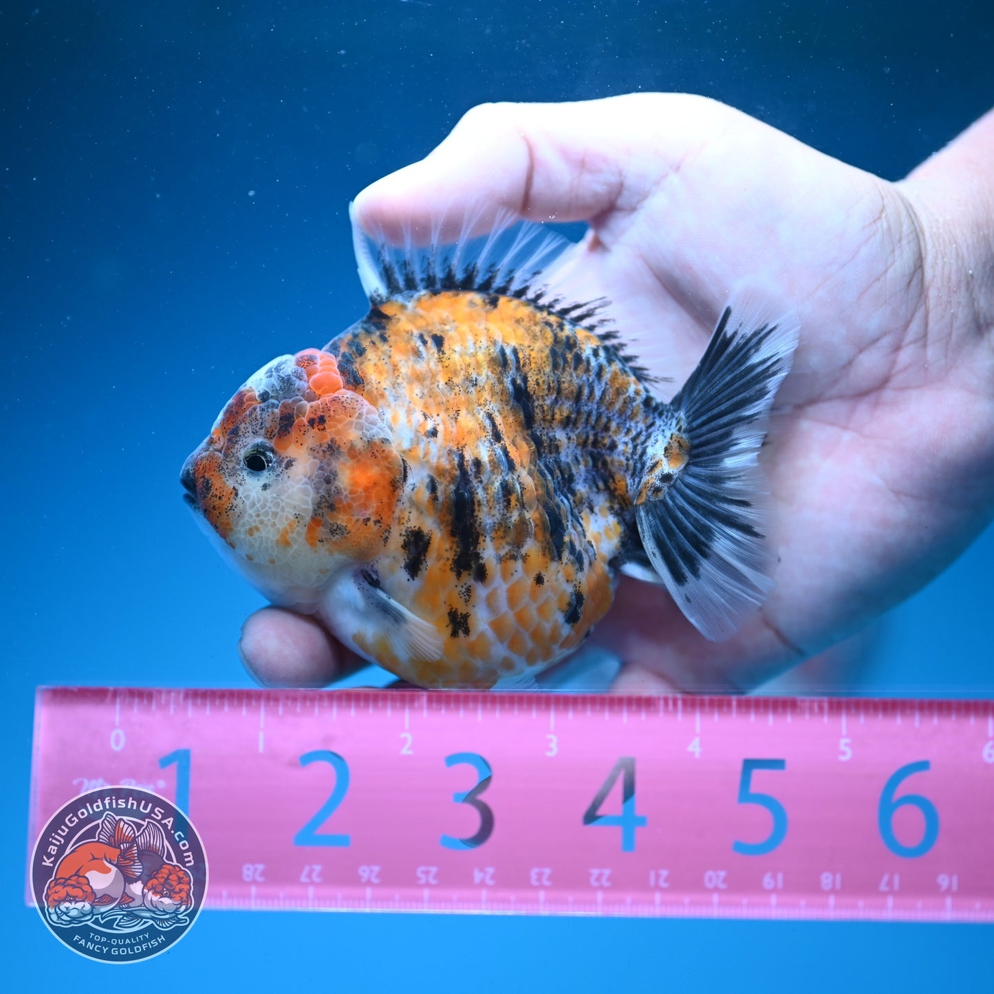 Yellow Tiger Oranda 3.5 inch Body (260626_OR07)