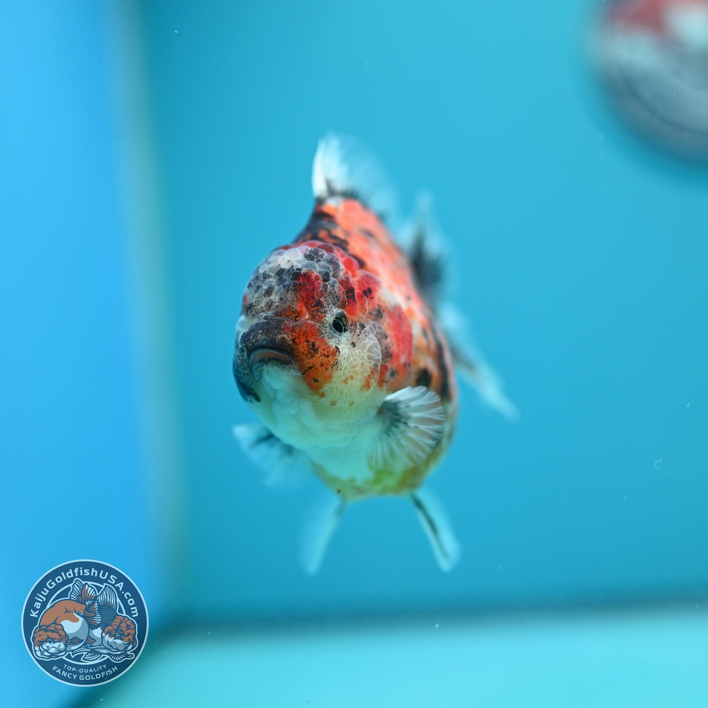 Yellow Tiger Oranda 3.5 inch Body (260626_OR07)