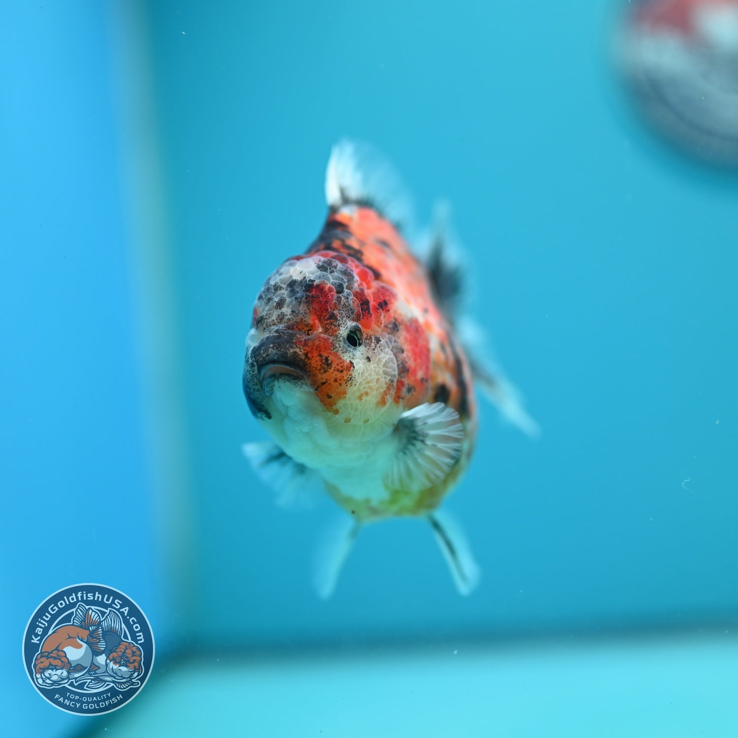 Yellow Tiger Oranda 3.5 inch Body (260626_OR07)