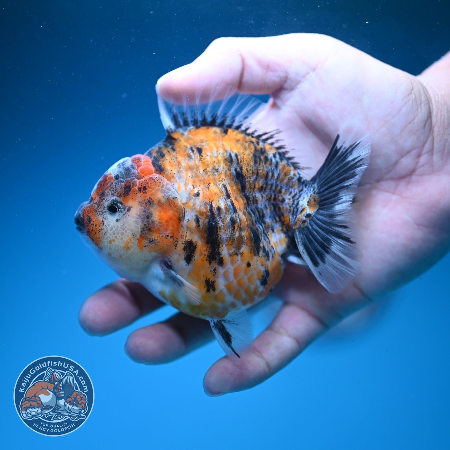 Yellow Tiger Oranda 3.5 inch Body (260626_OR07)