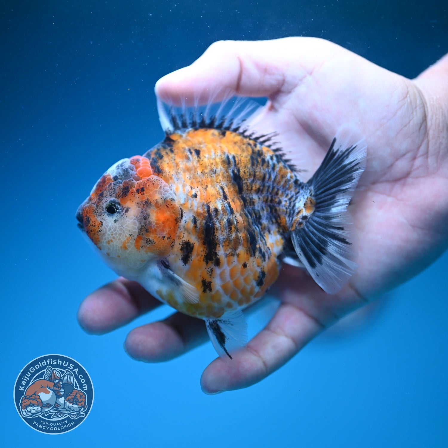 Yellow Tiger Oranda 3.5 inch Body (260626_OR07)