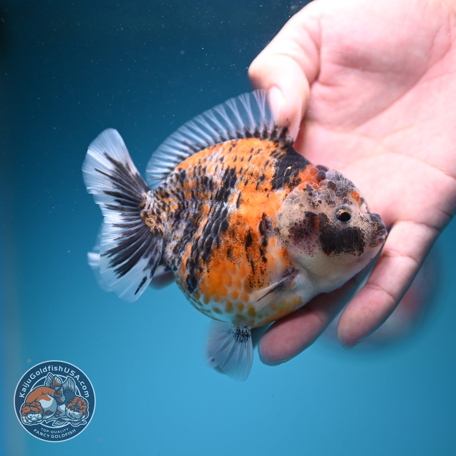 Yellow Tiger Oranda 3.5 inch Body (260626_OR07)