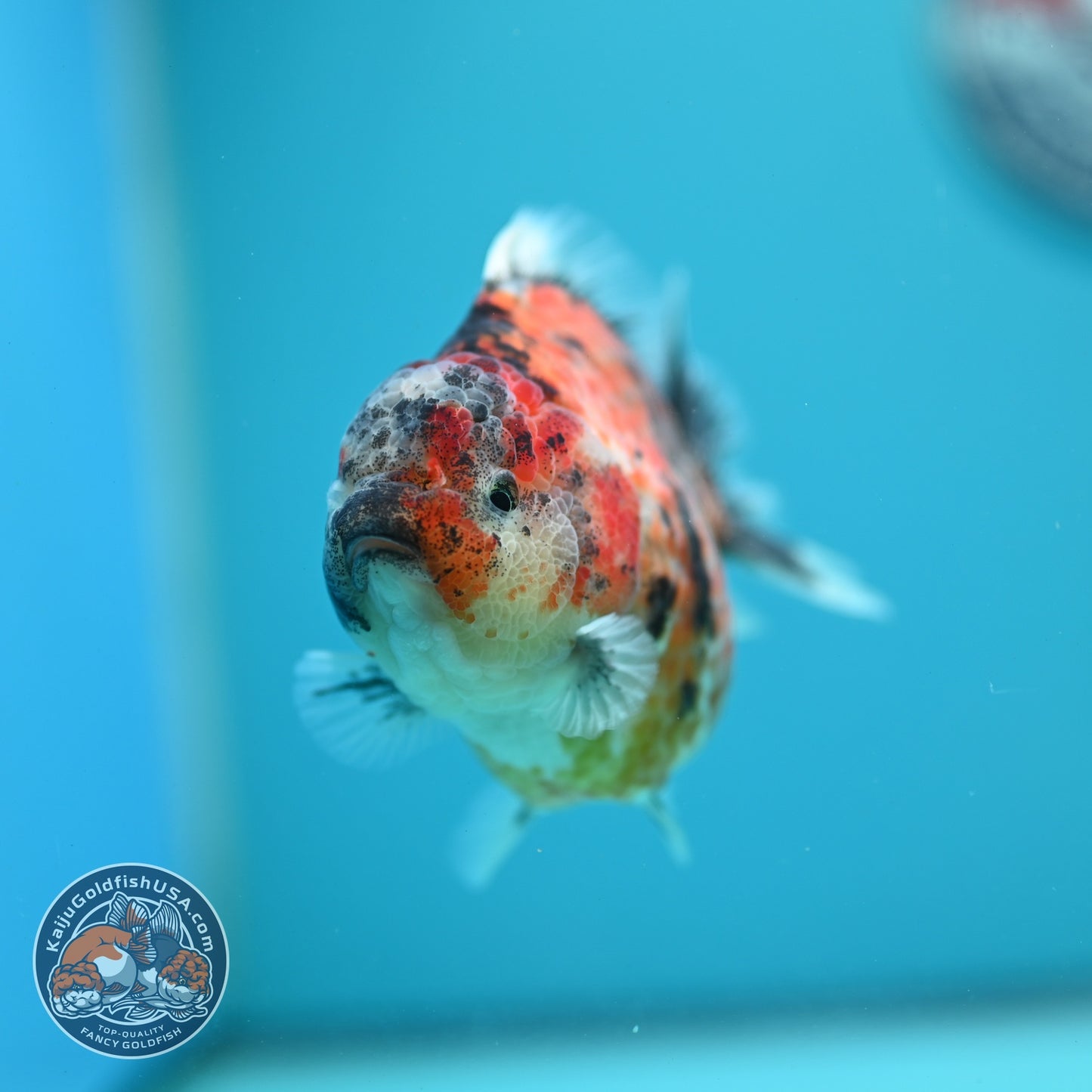 Yellow Tiger Oranda 3.5 inch Body (260626_OR07)
