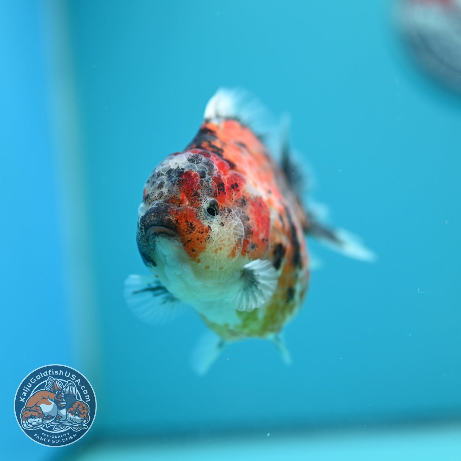 Yellow Tiger Oranda 3.5 inch Body (260626_OR07)