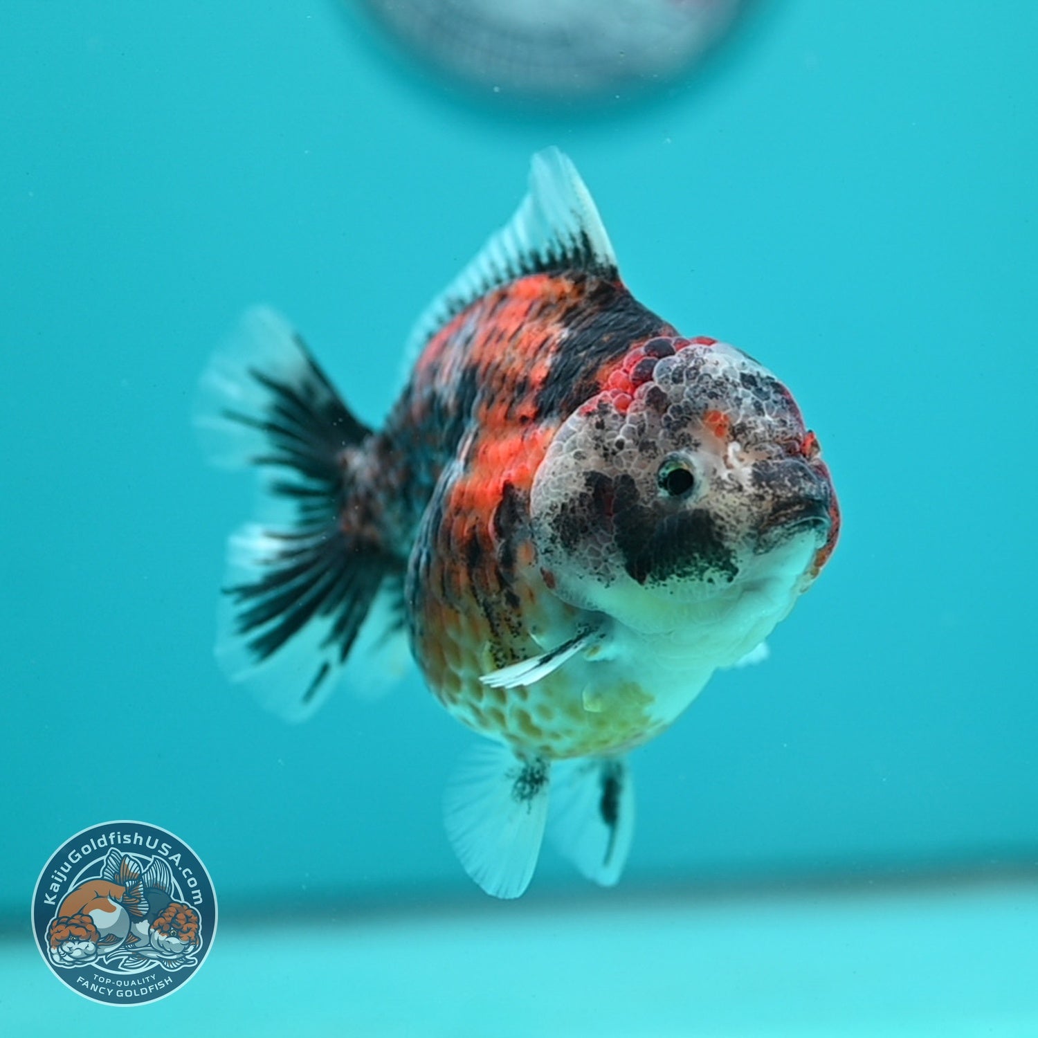 Yellow Tiger Oranda 3.5 inch Body (260626_OR07)