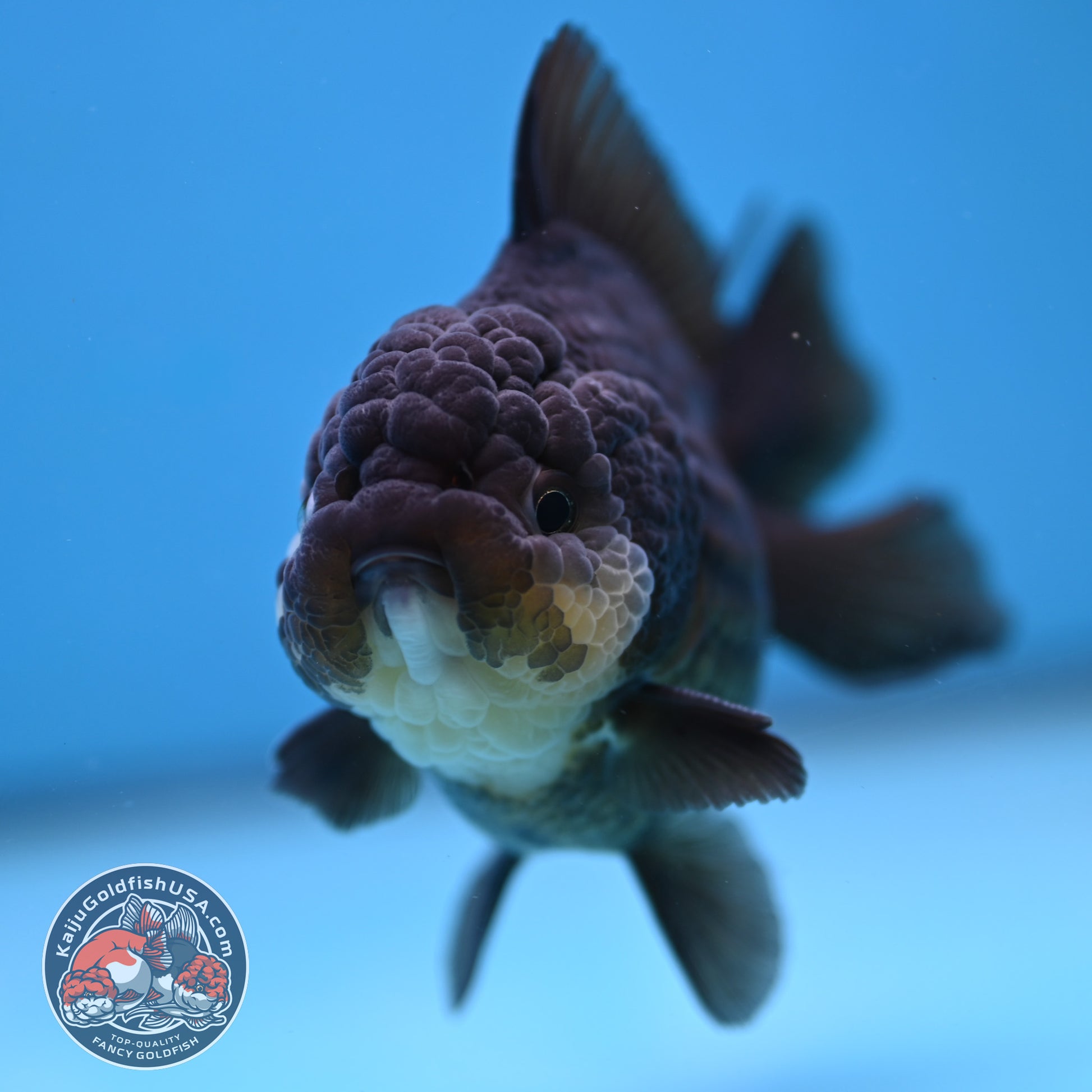 YuanBao Panda Oranda 3.5 inch Body (251212_OR06)