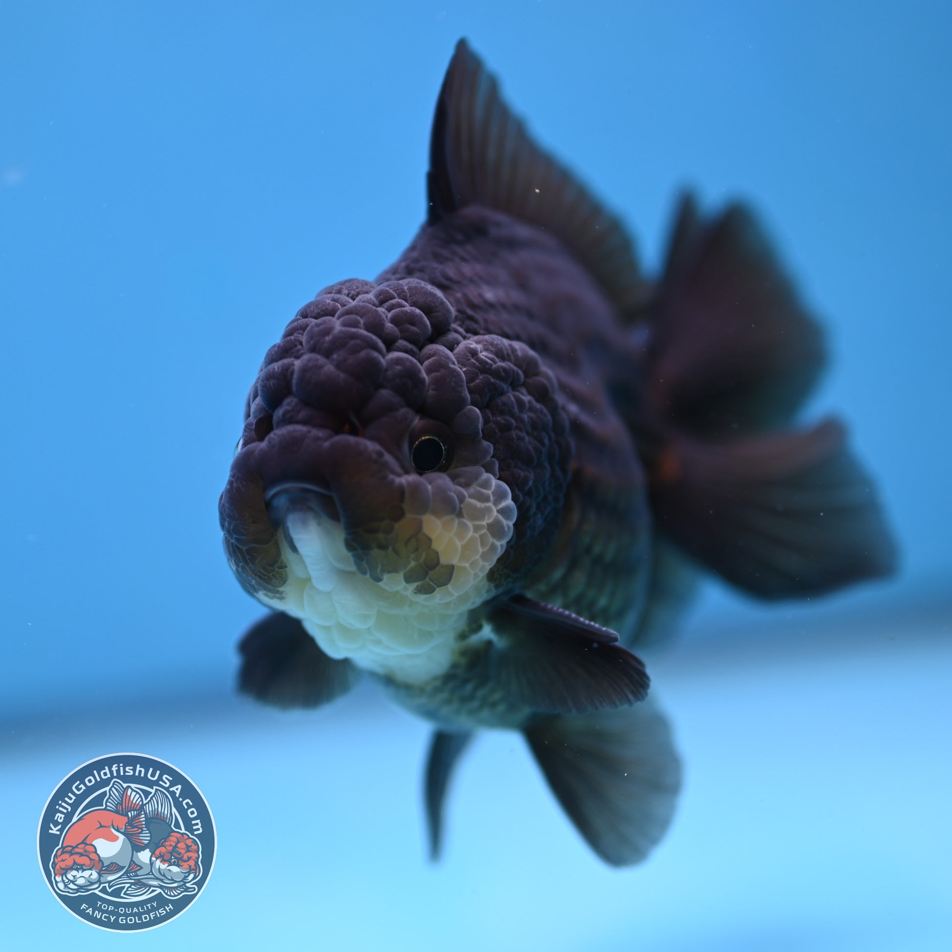 YuanBao Panda Oranda 3.5 inch Body (251212_OR06)
