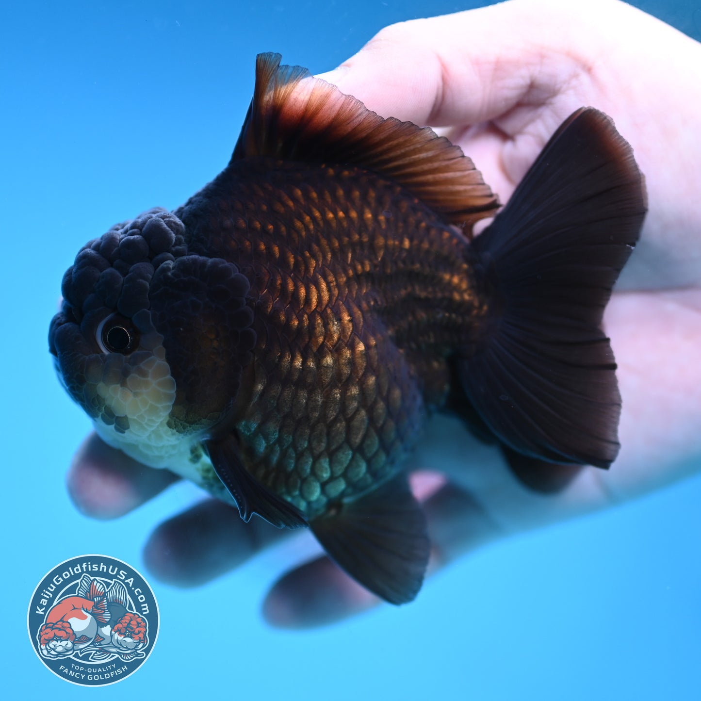 YuanBao Panda Oranda 3.5 inch Body (251212_OR06)