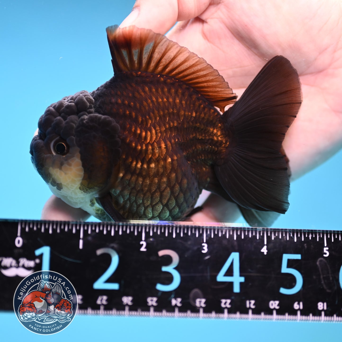 YuanBao Panda Oranda 3.5 inch Body (251212_OR06)