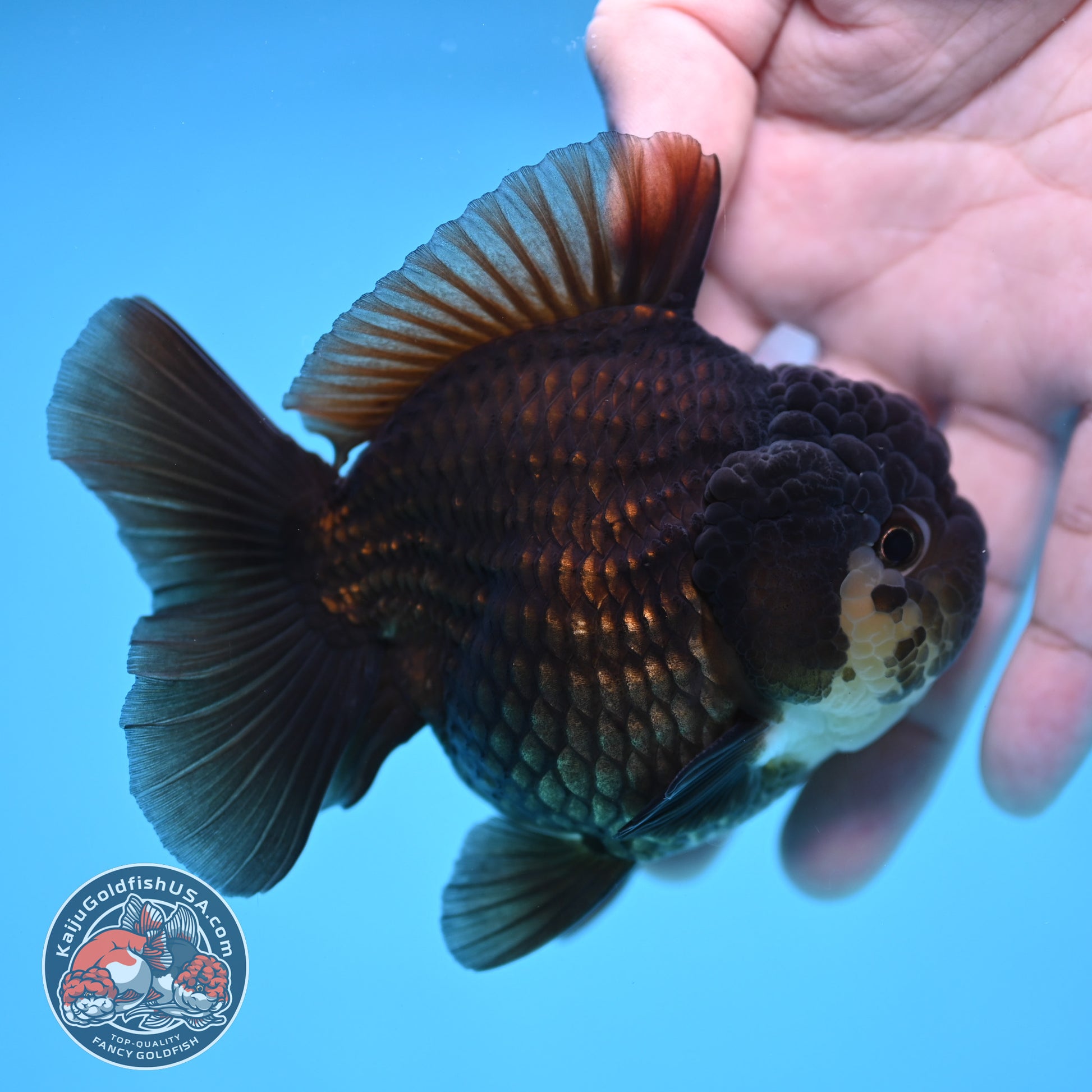 YuanBao Panda Oranda 3.5 inch Body (251212_OR06)