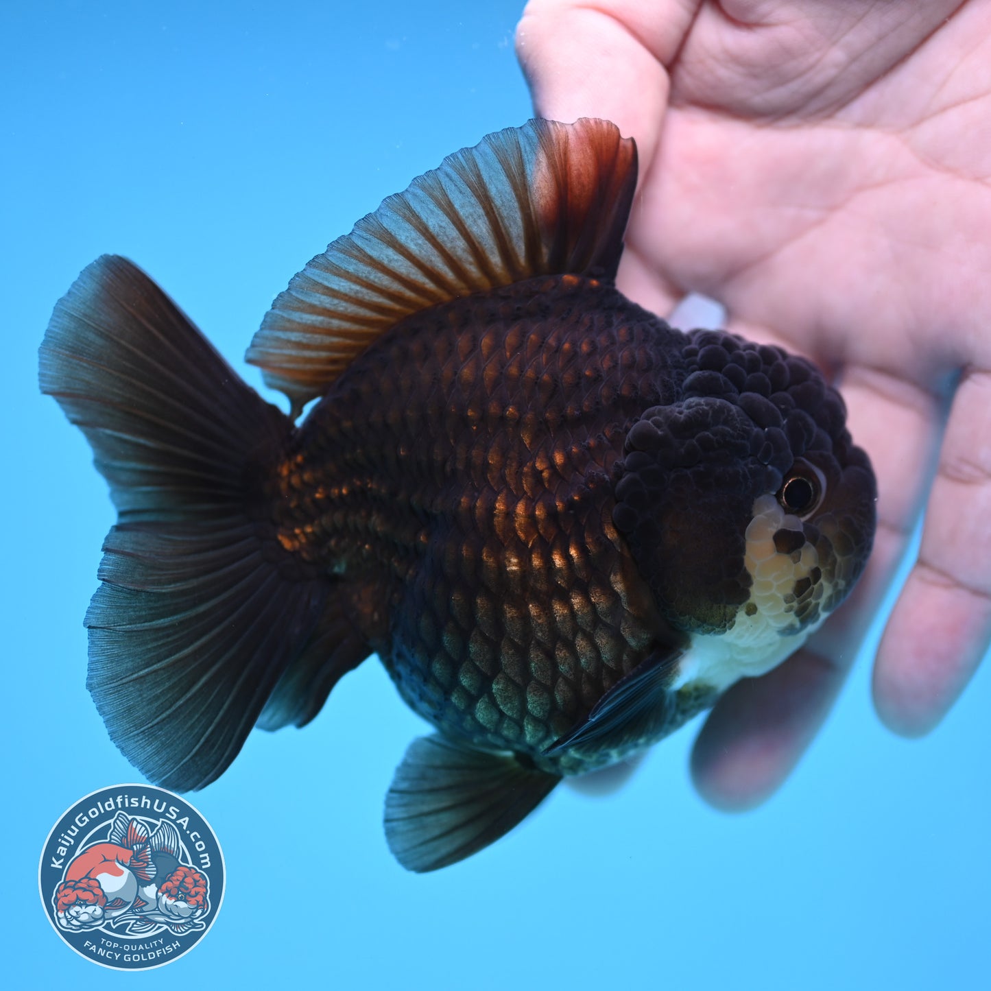 YuanBao Panda Oranda 3.5 inch Body (251212_OR06)