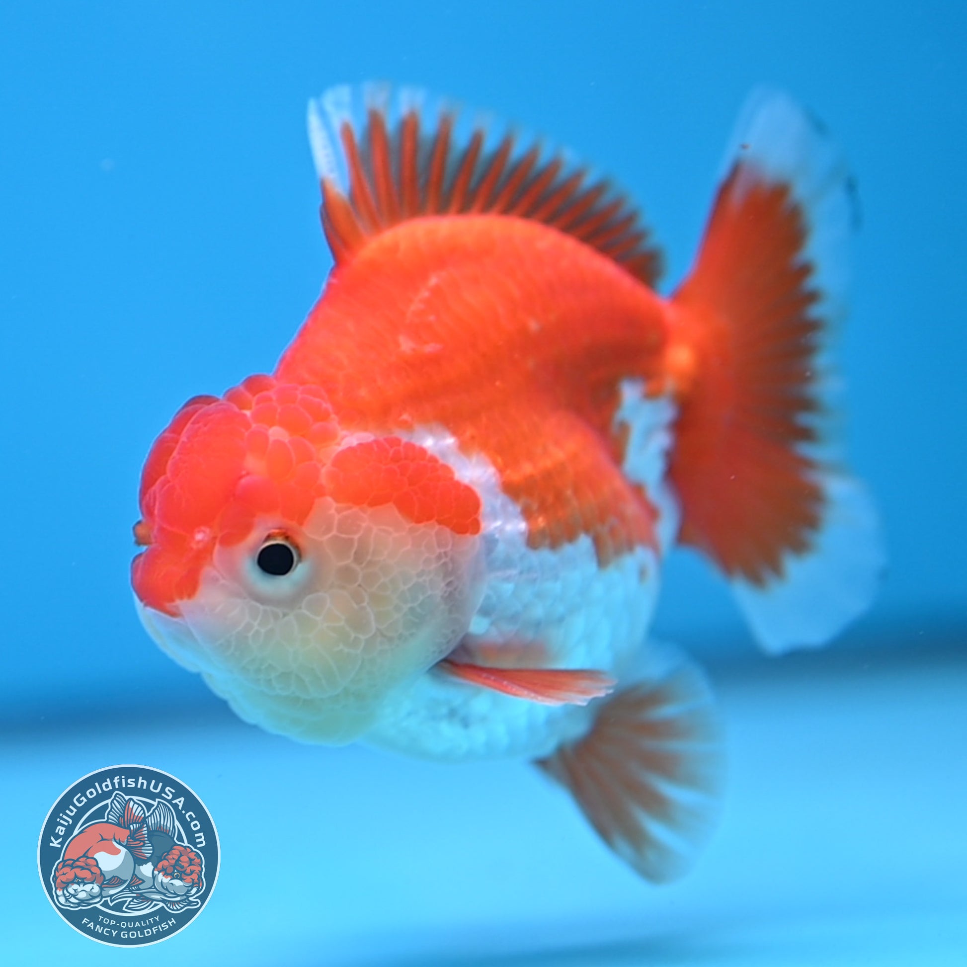YuanBao Red White Oranda 3 inch Body (251212_OR07)