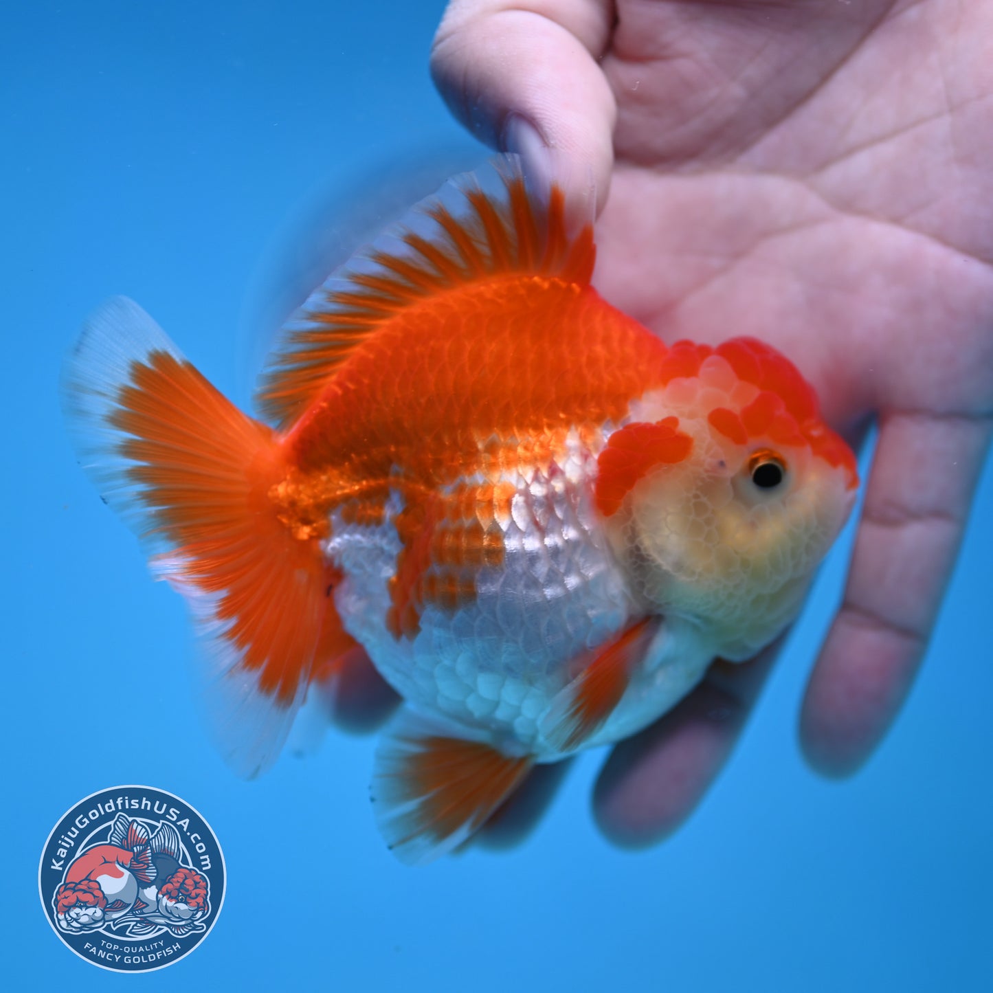 YuanBao Red White Oranda 3 inch Body (251212_OR07)