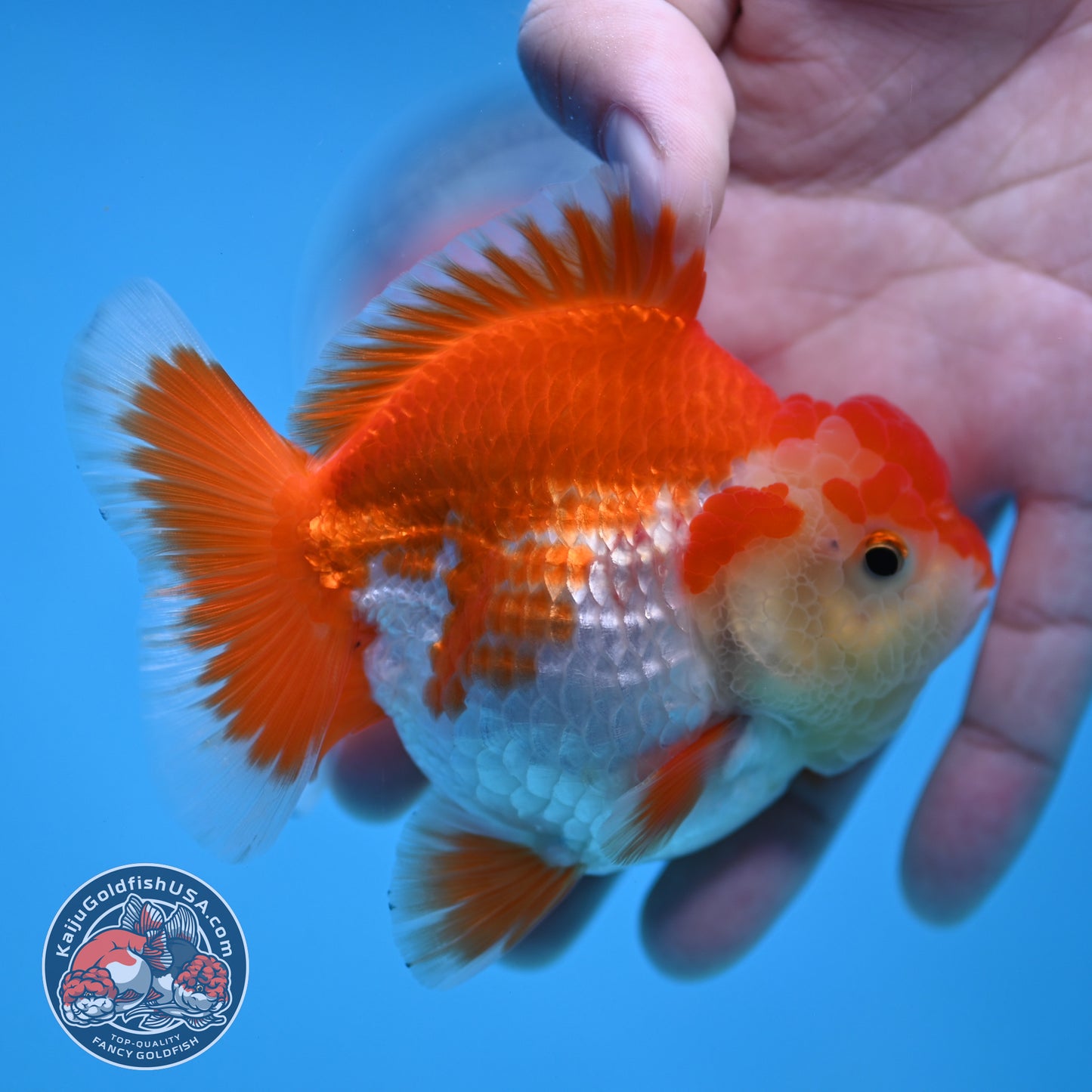 YuanBao Red White Oranda 3 inch Body (251212_OR07)