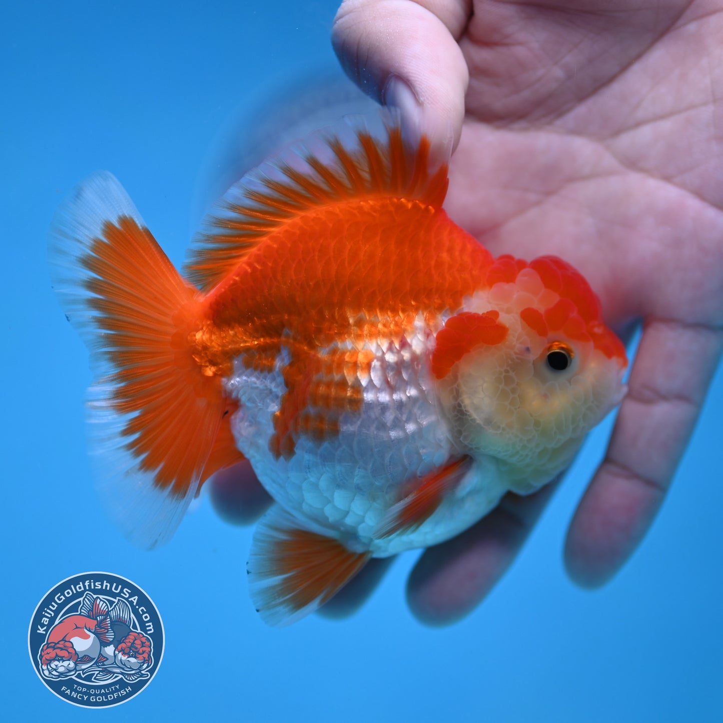 YuanBao Red White Oranda 3 inch Body (251212_OR07)