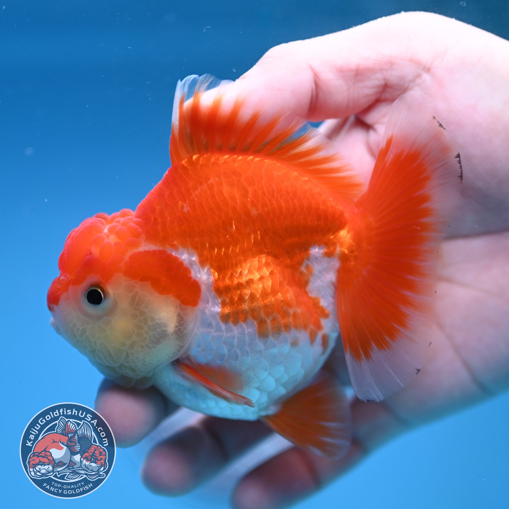YuanBao Red White Oranda 3 inch Body (251212_OR07)