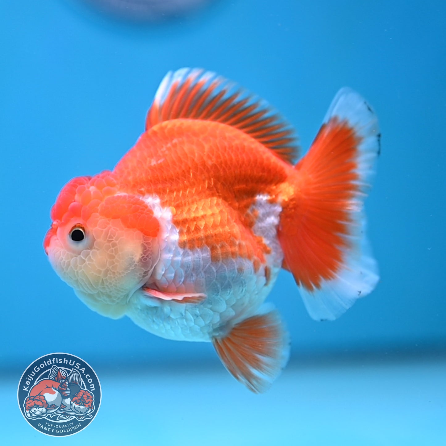 YuanBao Red White Oranda 3 inch Body (251212_OR07)