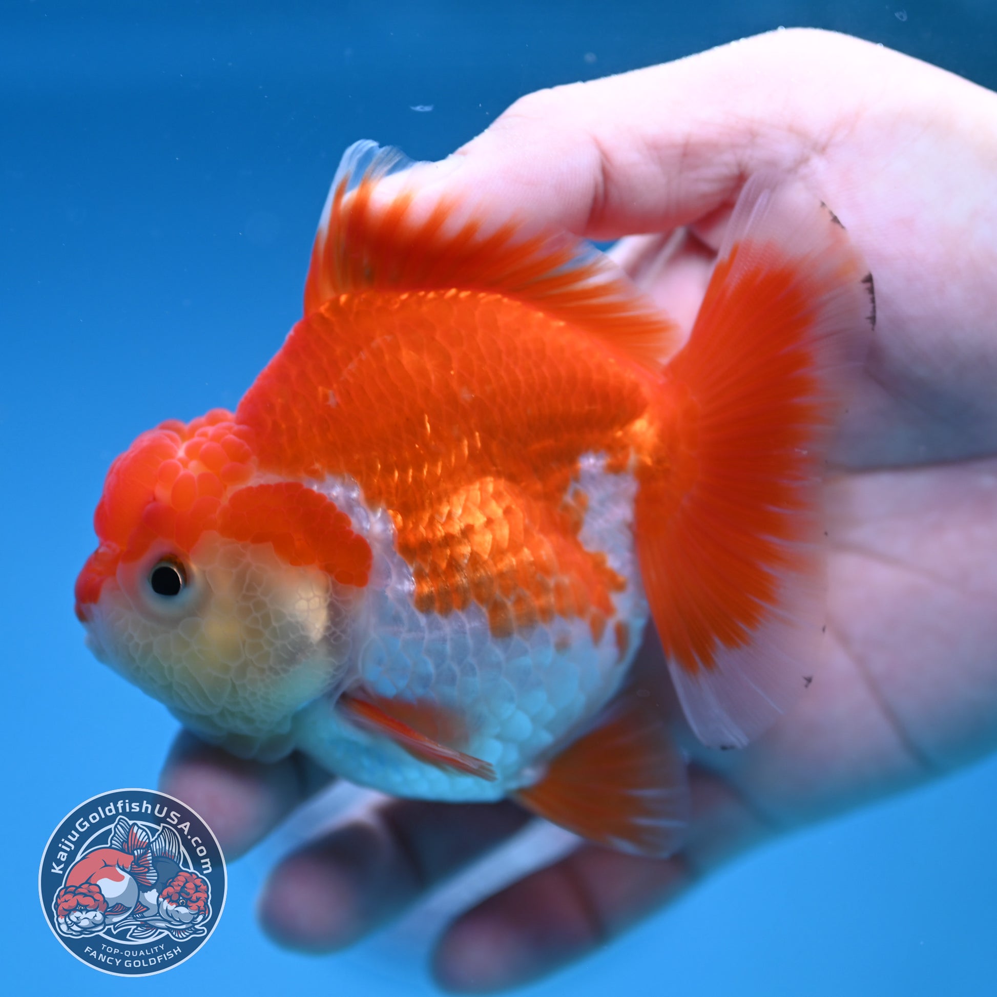 YuanBao Red White Oranda 3 inch Body (251212_OR07)