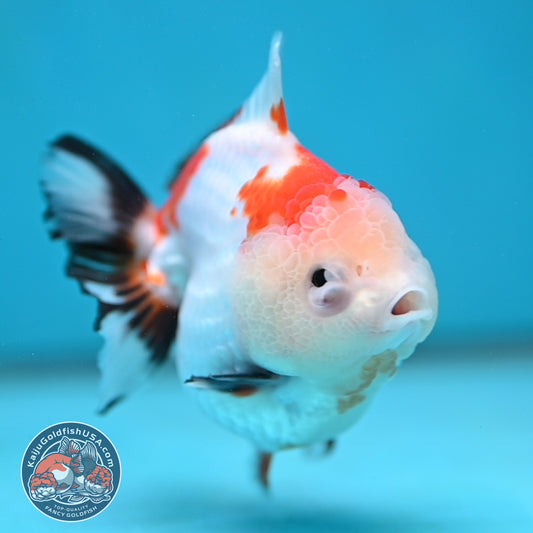 YuanBao Tricolor Oranda 3.5 inch Body (260116_OR23)