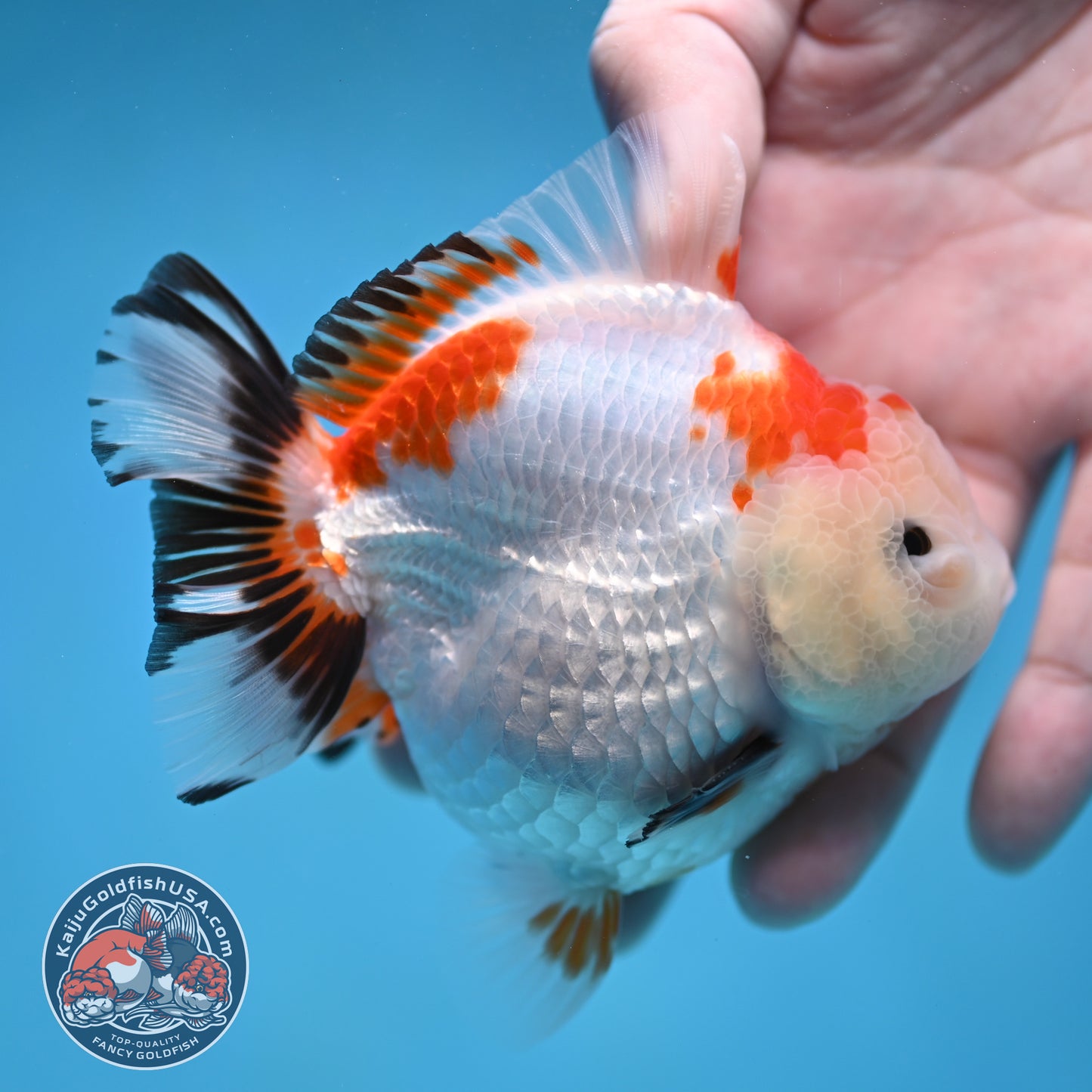 YuanBao Tricolor Oranda 3.5 inch Body (260116_OR23)