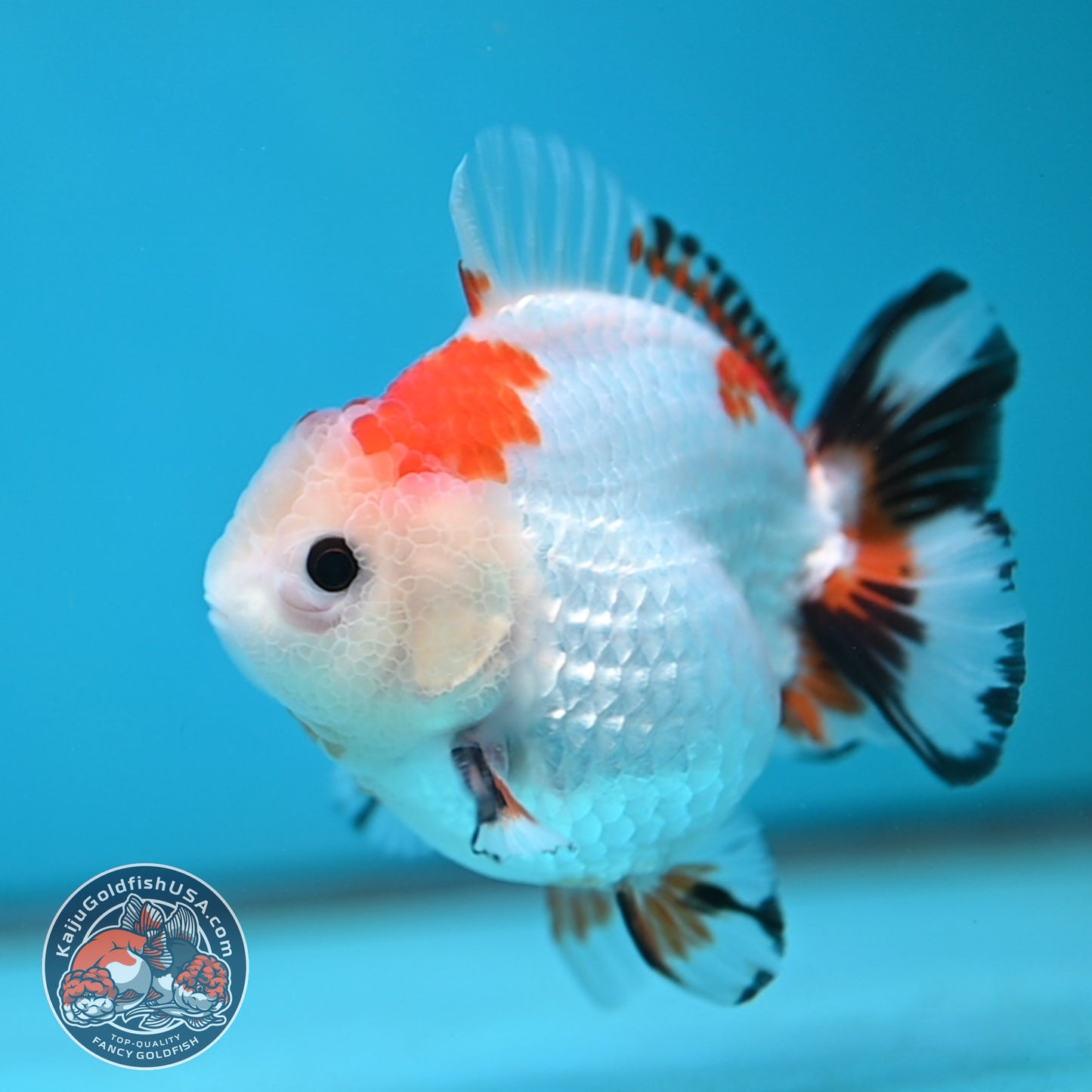 YuanBao Tricolor Oranda 3.5 inch Body (260116_OR23)