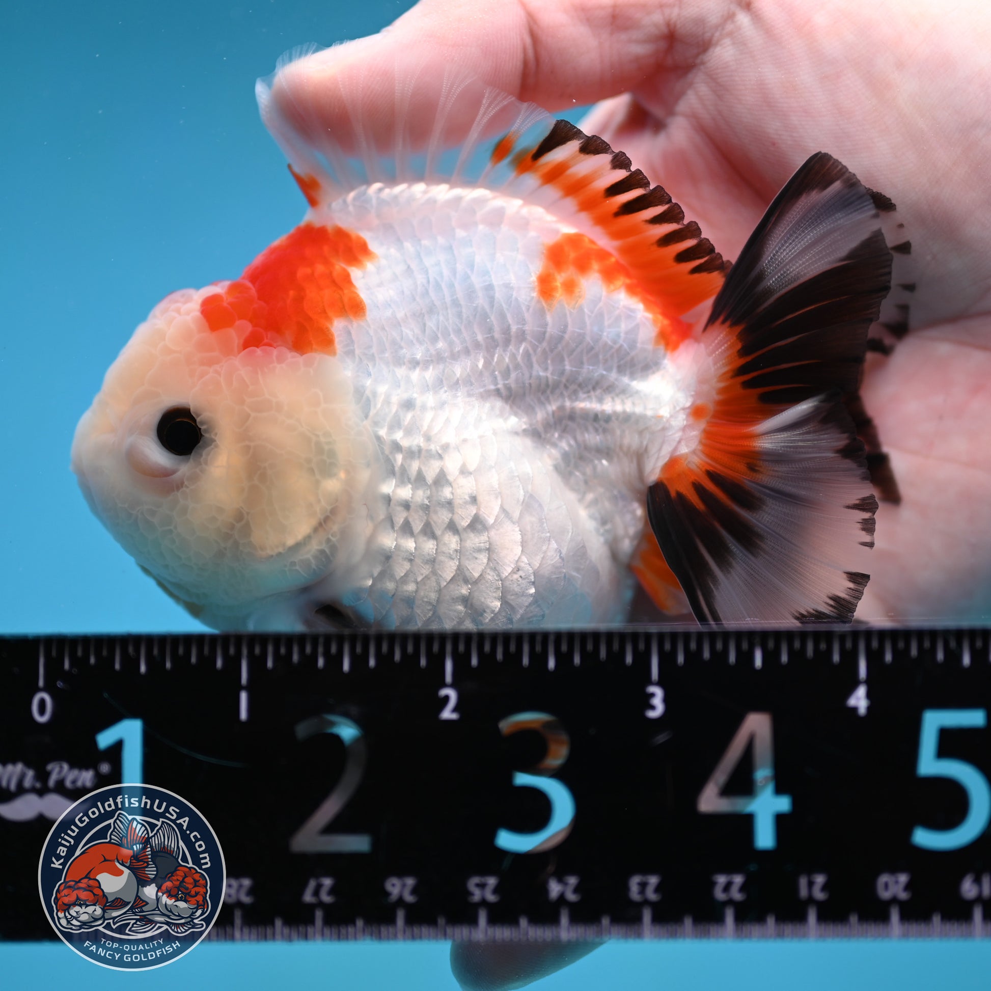 YuanBao Tricolor Oranda 3.5 inch Body (260116_OR23)
