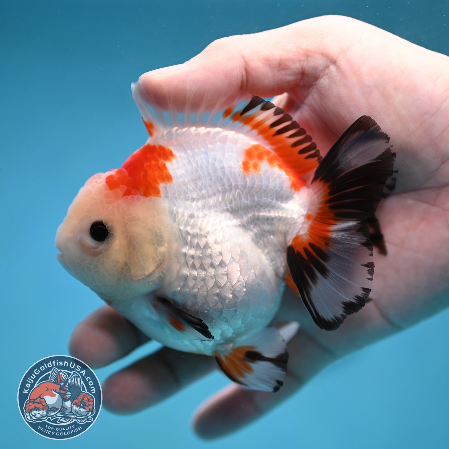 YuanBao Tricolor Oranda 3.5 inch Body (260116_OR23)