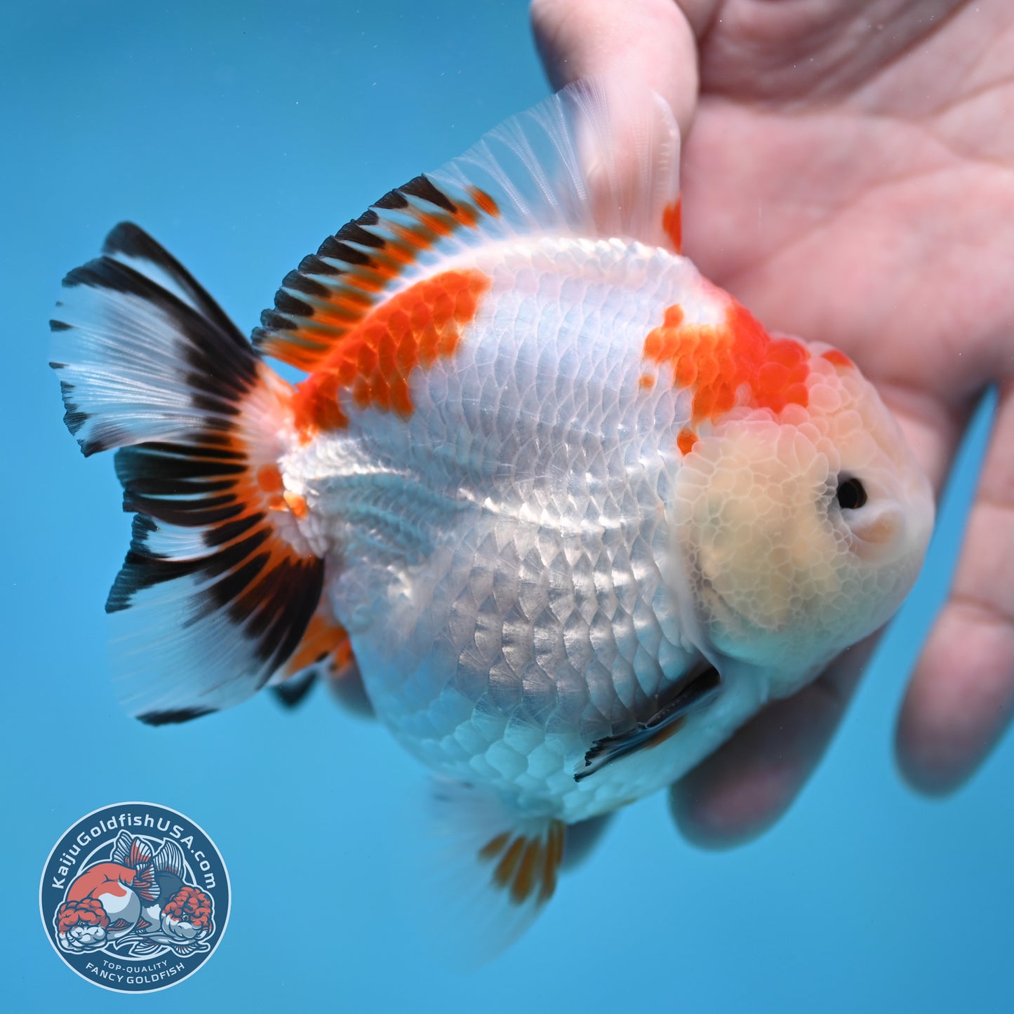 YuanBao Tricolor Oranda 3.5 inch Body (260116_OR23)