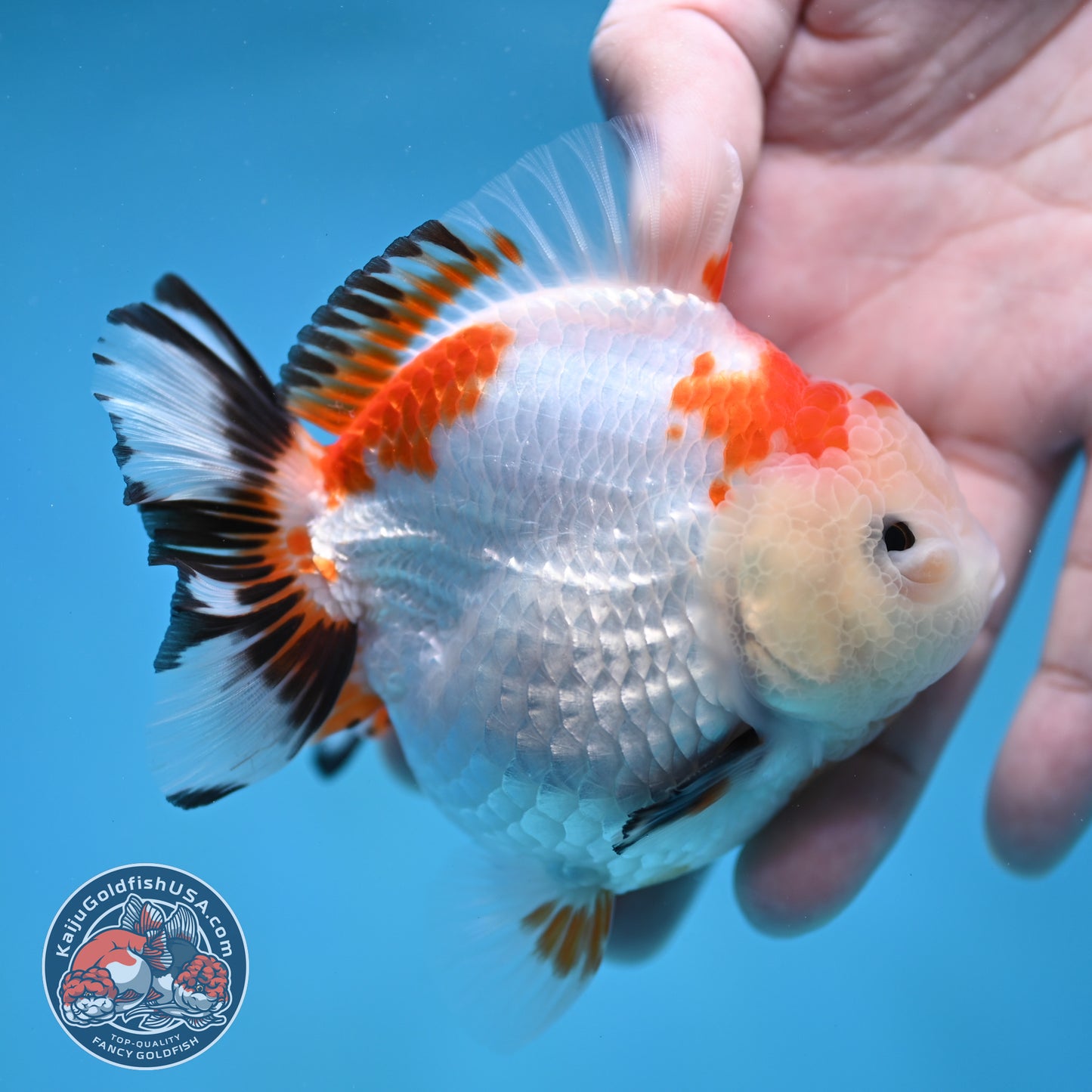 YuanBao Tricolor Oranda 3.5 inch Body (260116_OR23)