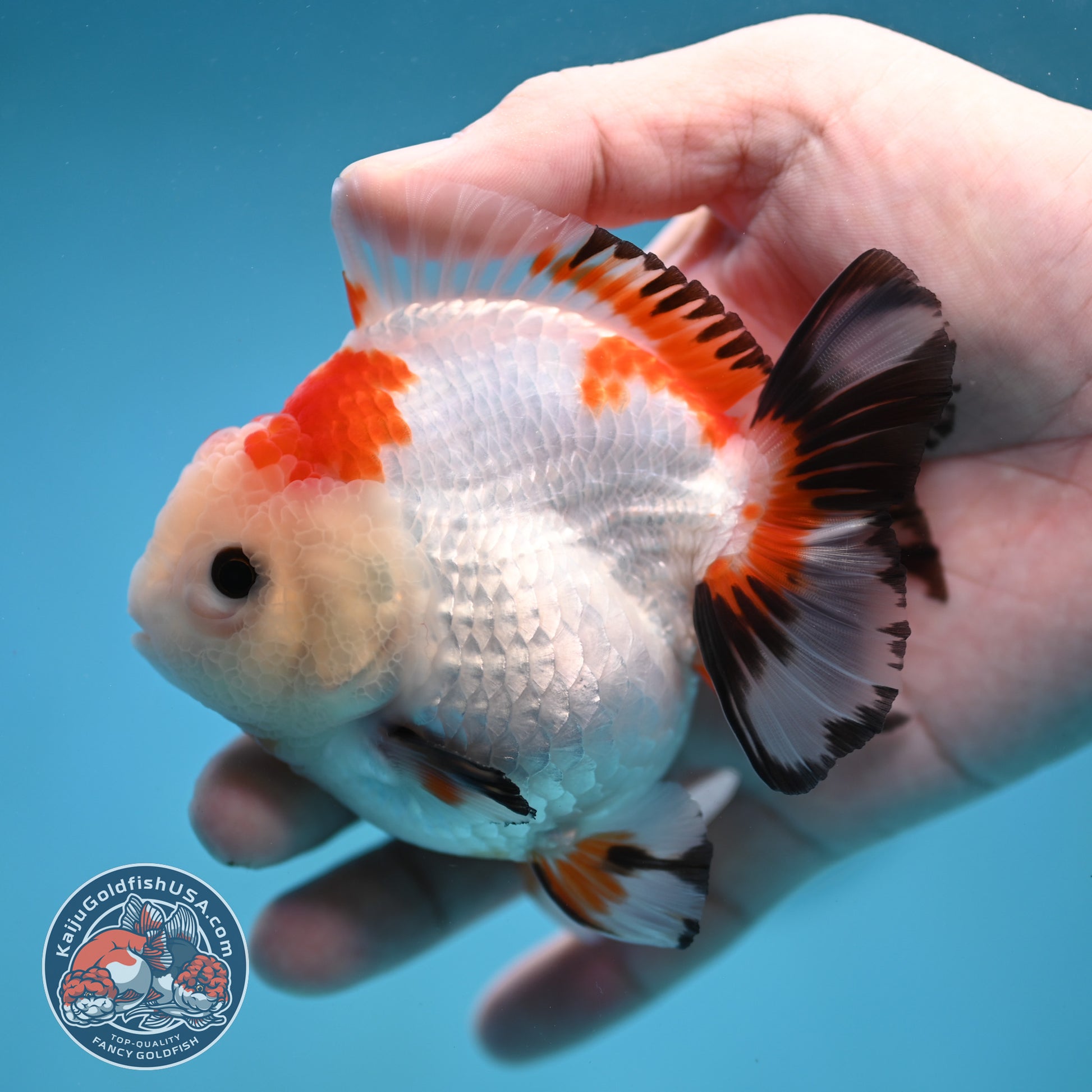 YuanBao Tricolor Oranda 3.5 inch Body (260116_OR23)