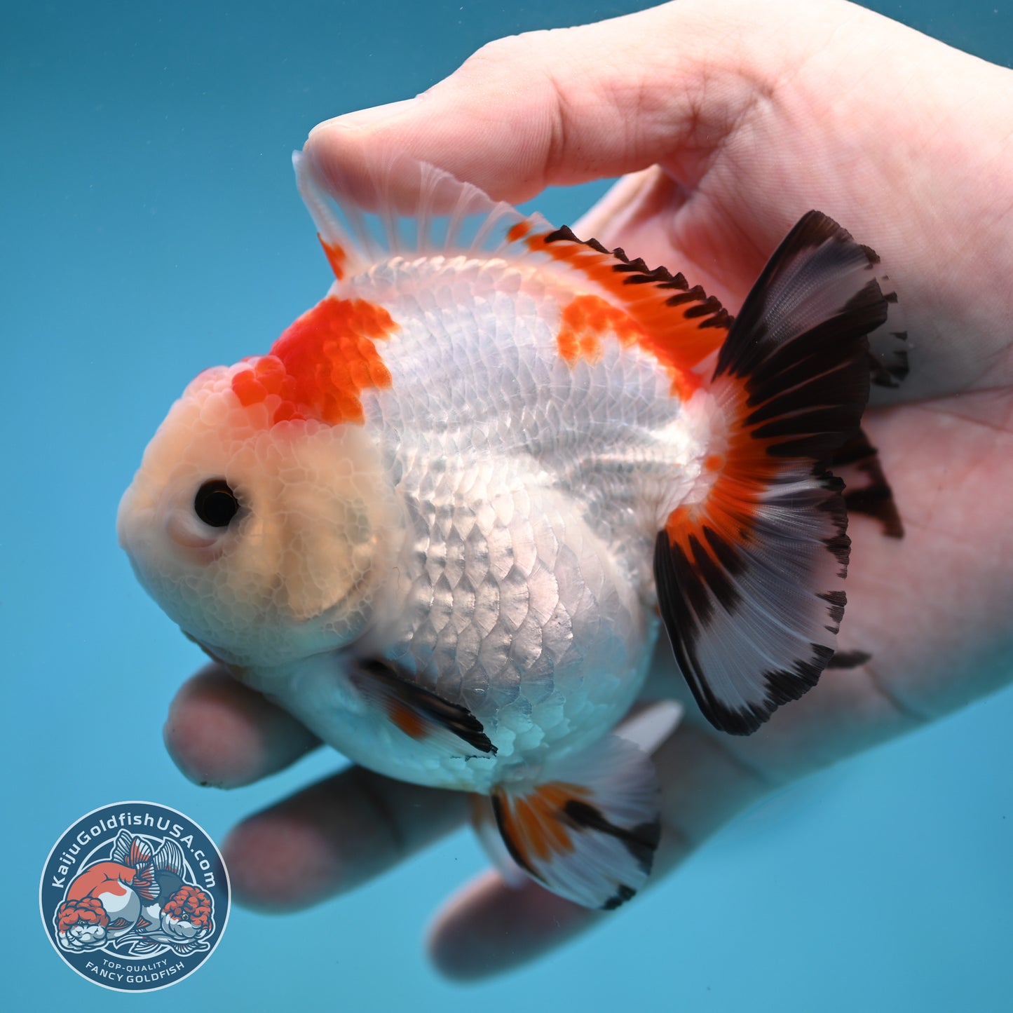 YuanBao Tricolor Oranda 3.5 inch Body (260116_OR23)
