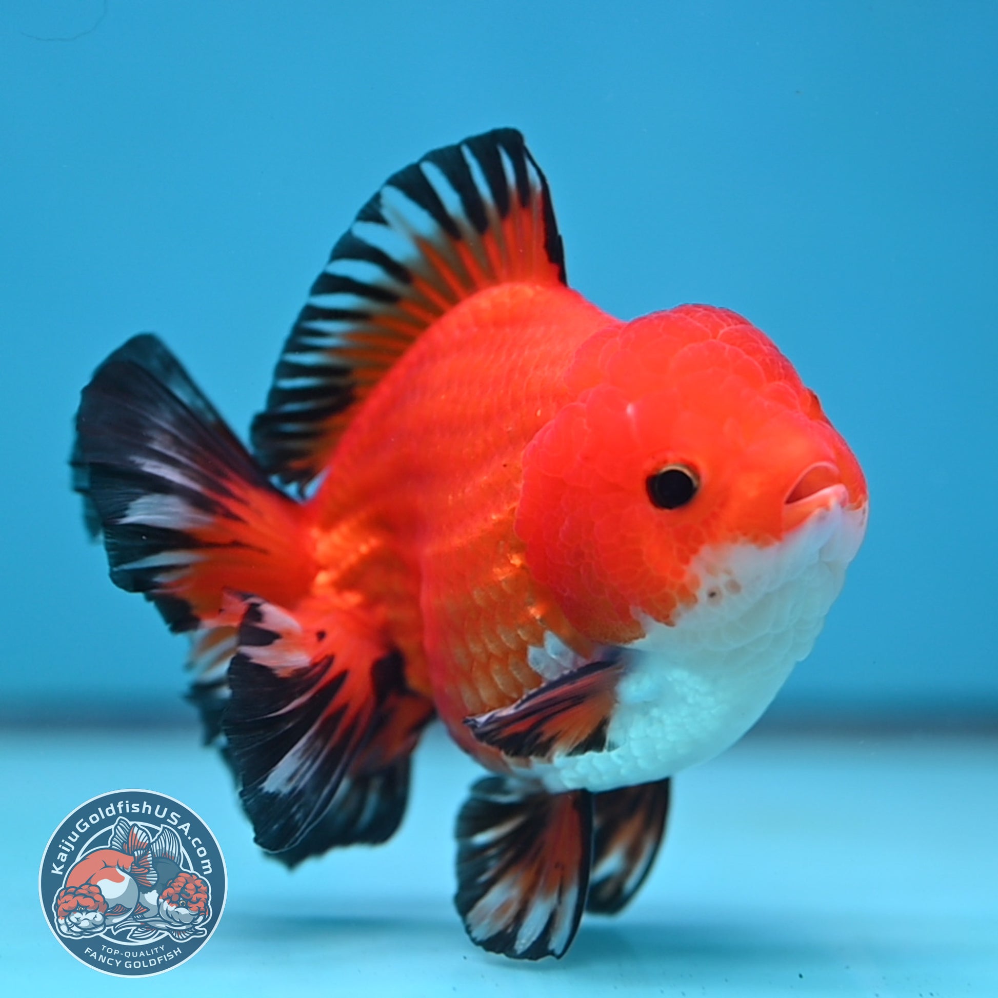 YuanBao Tricolor Oranda 3.8 inch Body (251212_OR05)